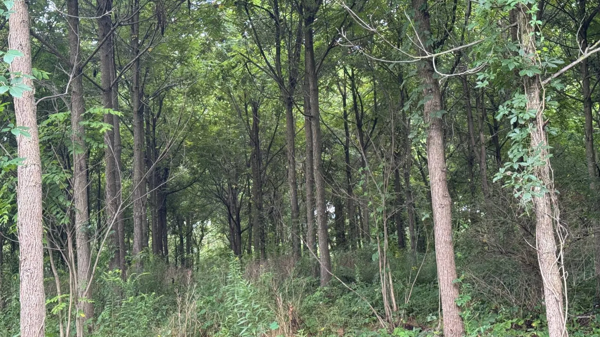Property at 00 County Rd 14, Earlville, NY 13332 17