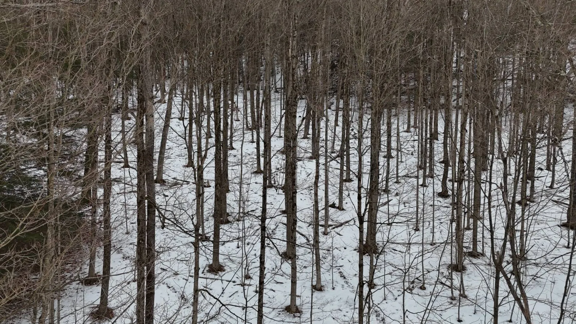 Property at 00 Dietsche Road, Cherry Valley, NY 13320 23