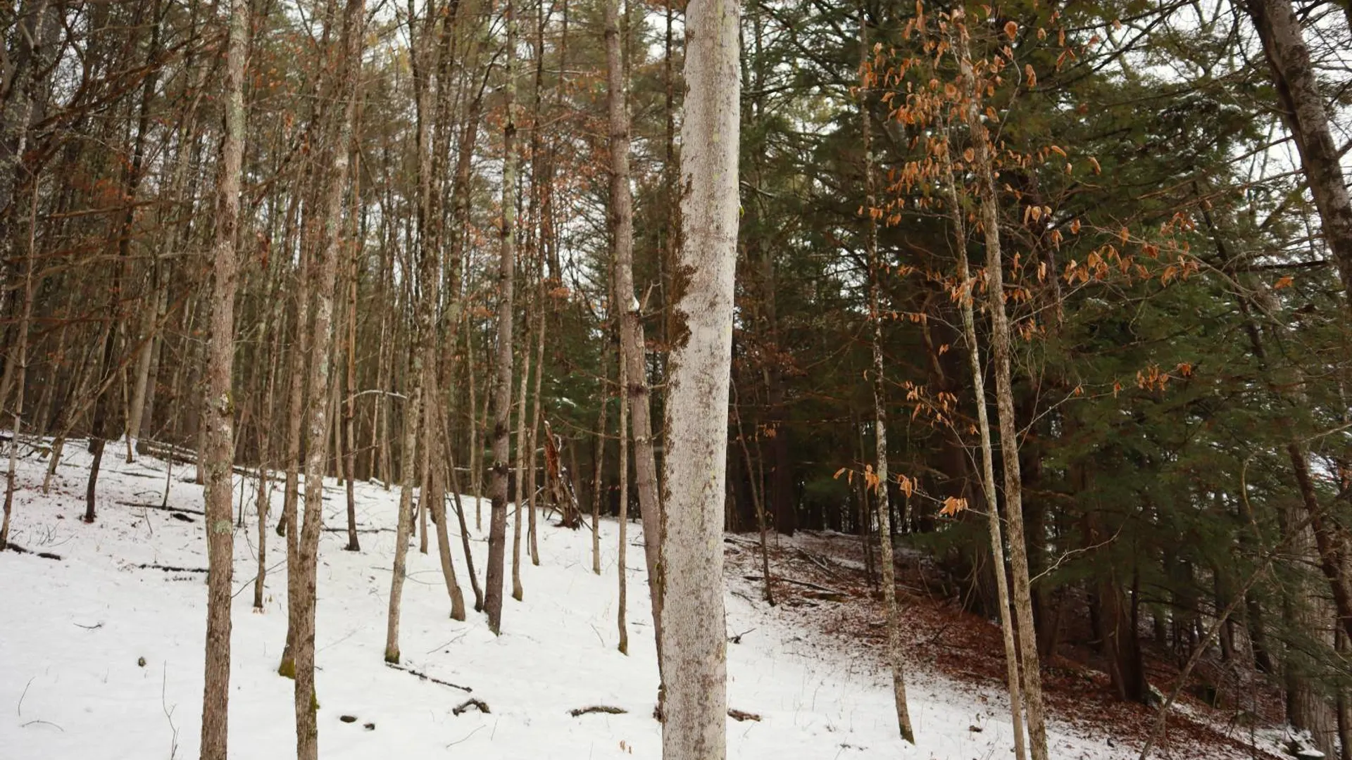 Property at 0 Wade Road, Whitehall, NY 12887 42