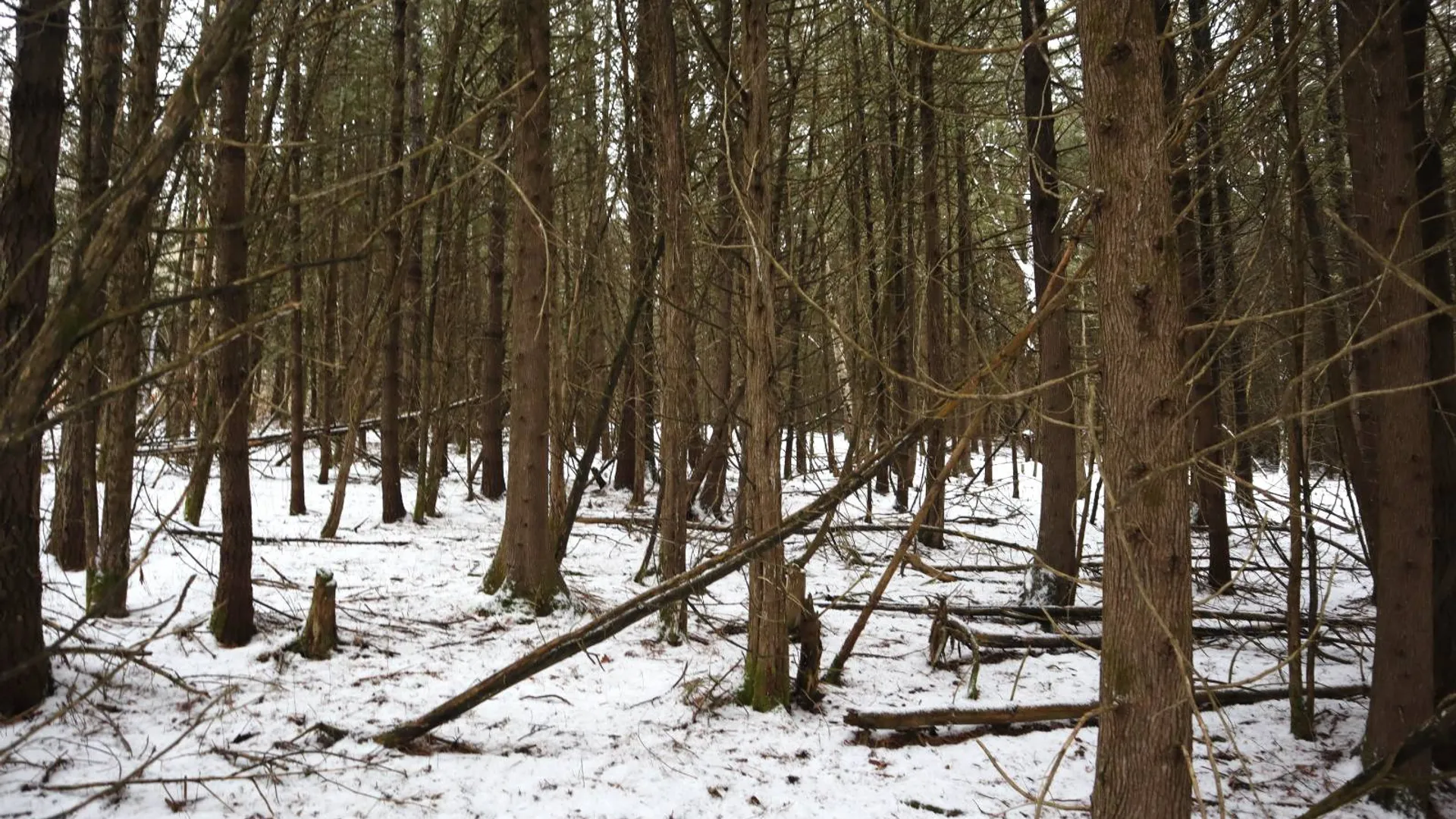 Property at 0 Wade Road, Whitehall, NY 12887 53