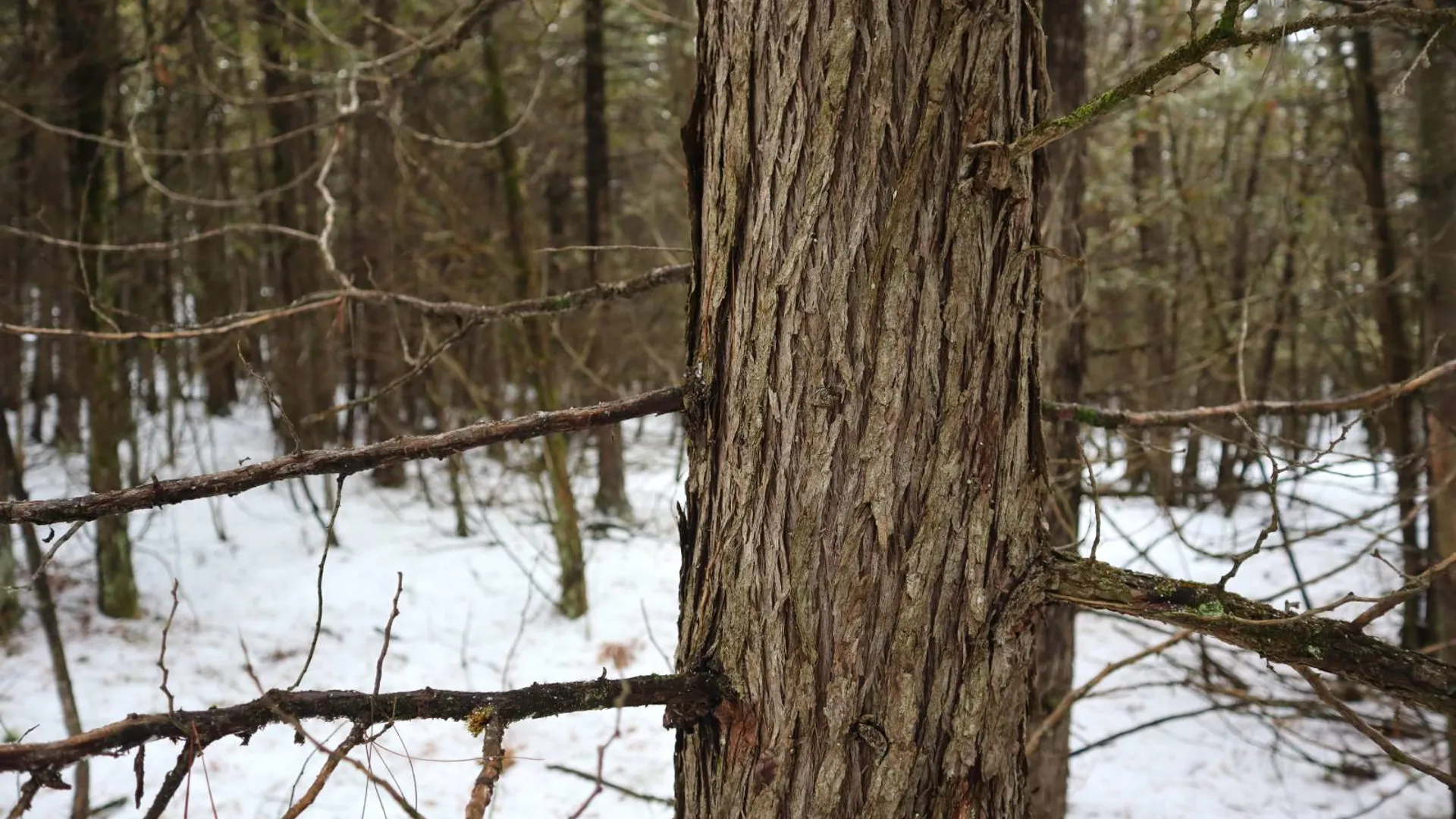 Property at 0 Wade Road, Whitehall, NY 12887 54