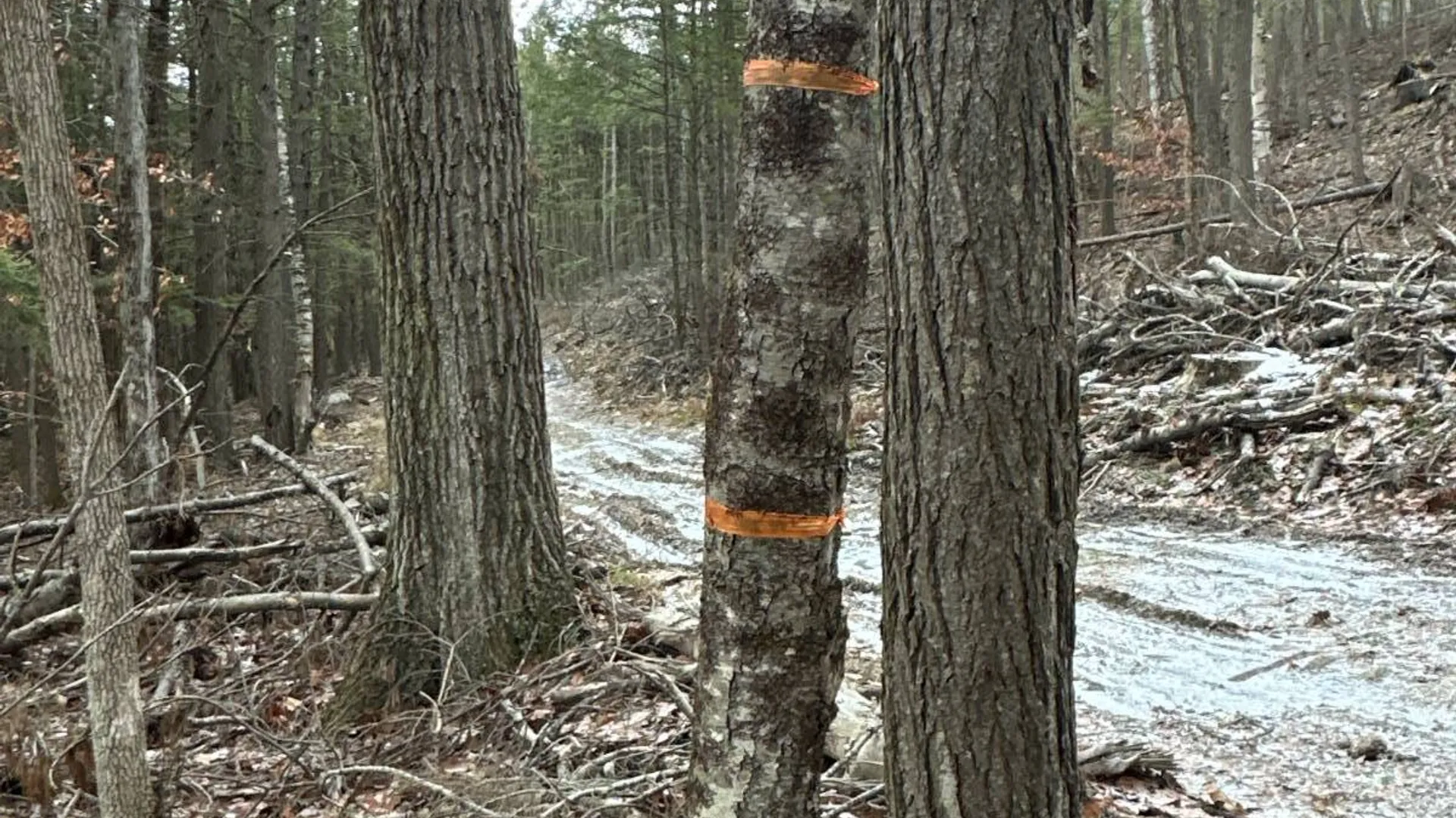 Property at 00WP Cotton Hill Rd, Middleburgh, NY 12122 14