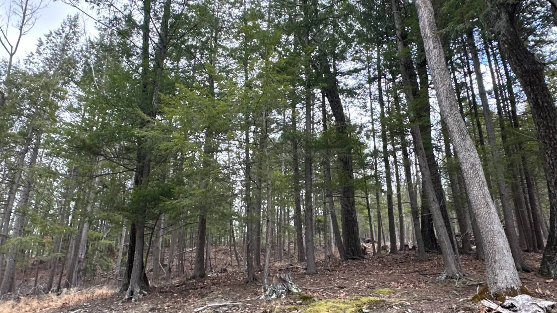 Property at 00WP Cotton Hill Rd, Middleburgh, NY 12122 15