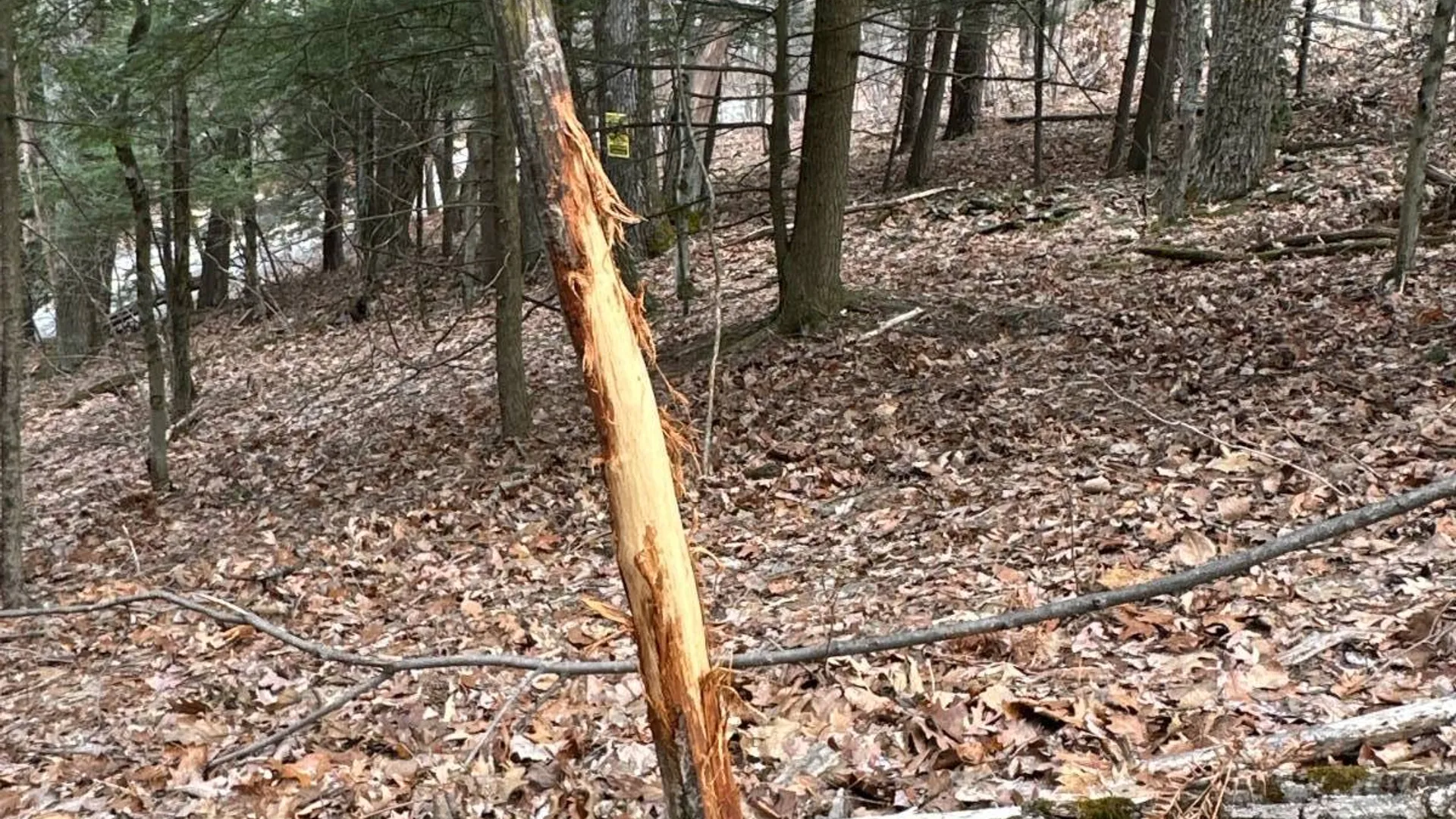 Property at 00WP Cotton Hill Rd, Middleburgh, NY 12122 17