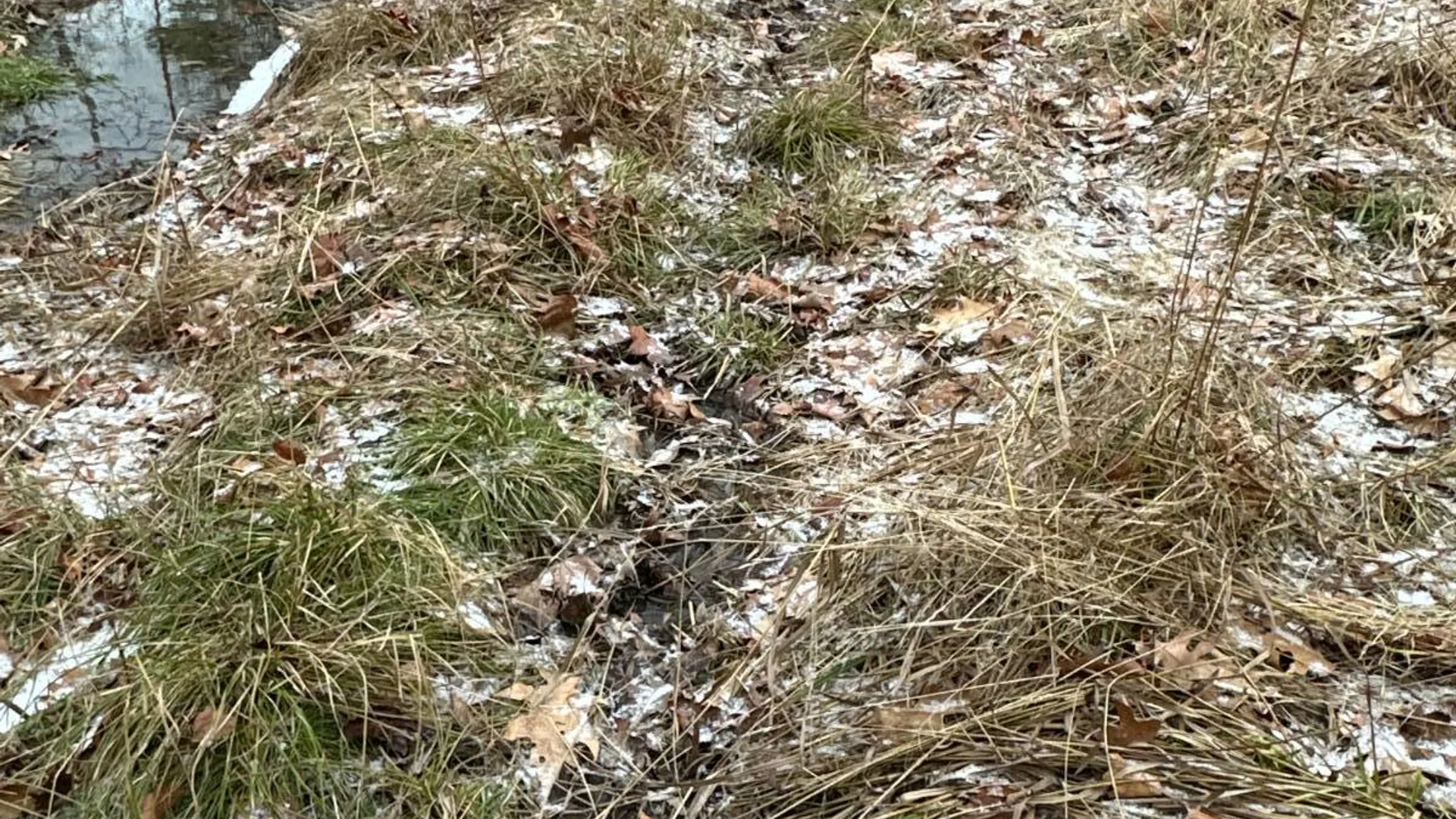 Property at 00WP Cotton Hill Rd, Middleburgh, NY 12122 18