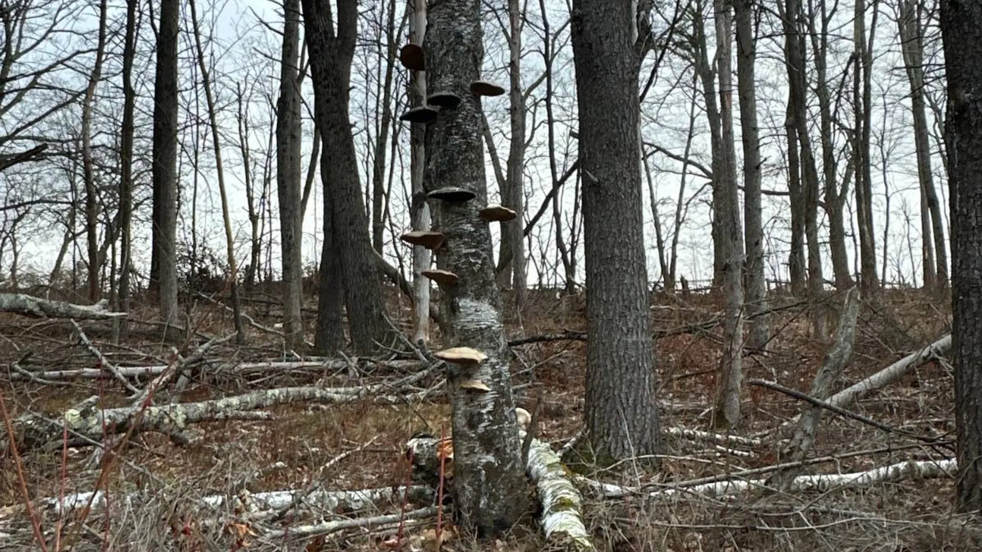 Property at 00WP Cotton Hill Rd, Middleburgh, NY 12122 22