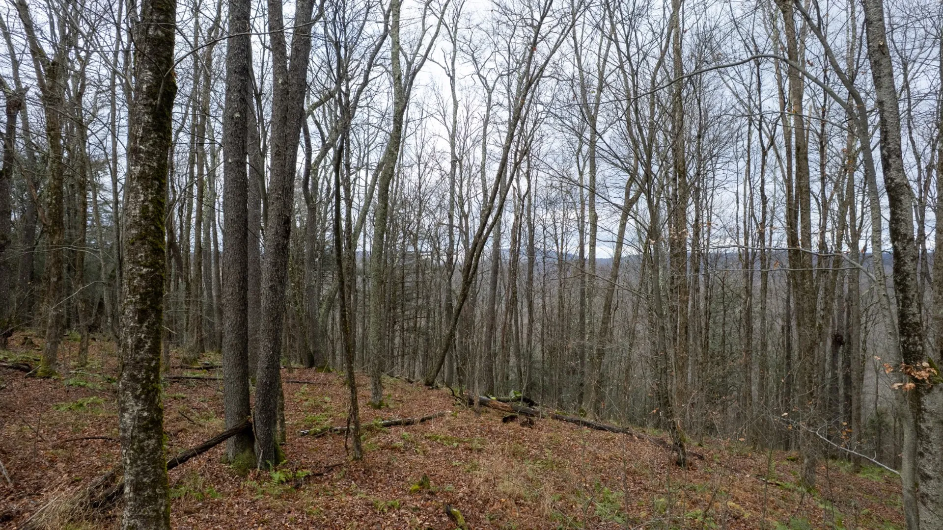 Property at 0 Hardwood Lane, Hancock, NY 13783 10