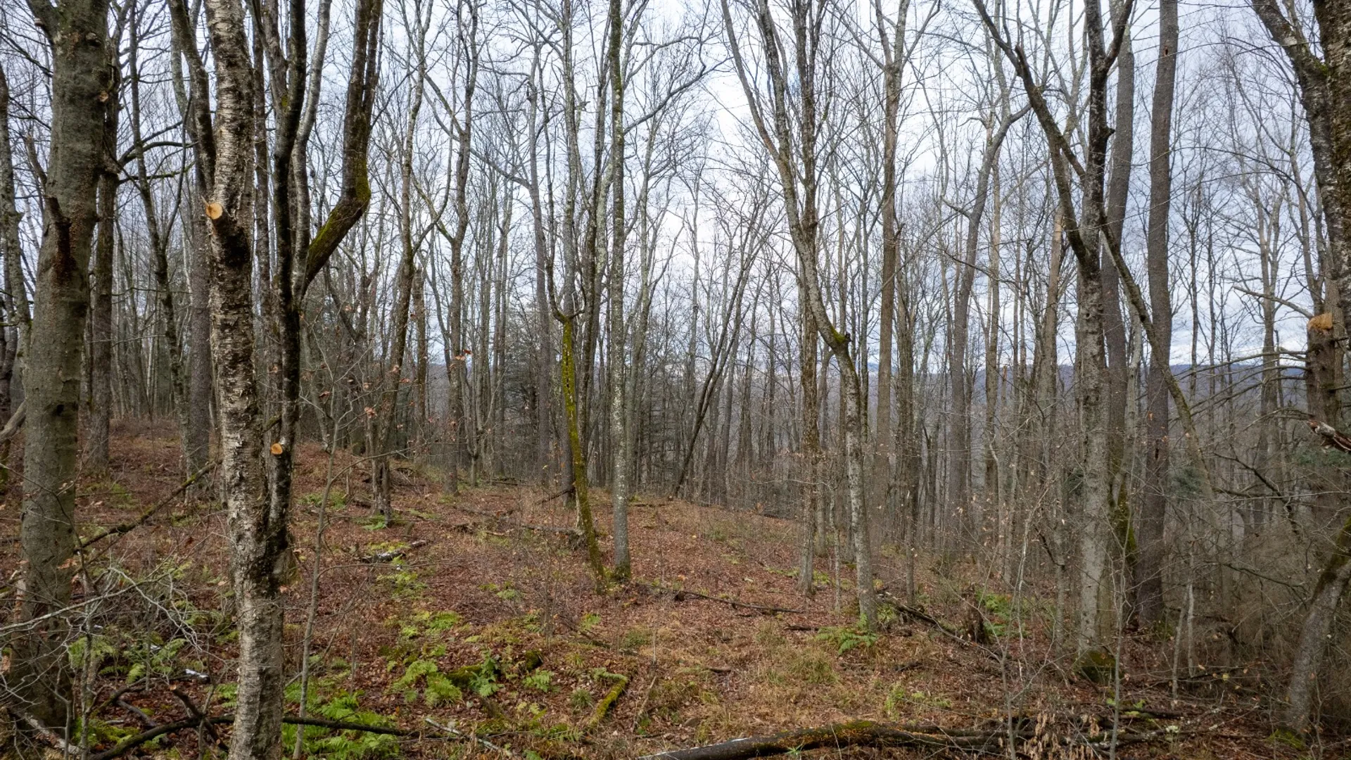 Property at 0 Hardwood Lane, Hancock, NY 13783 5