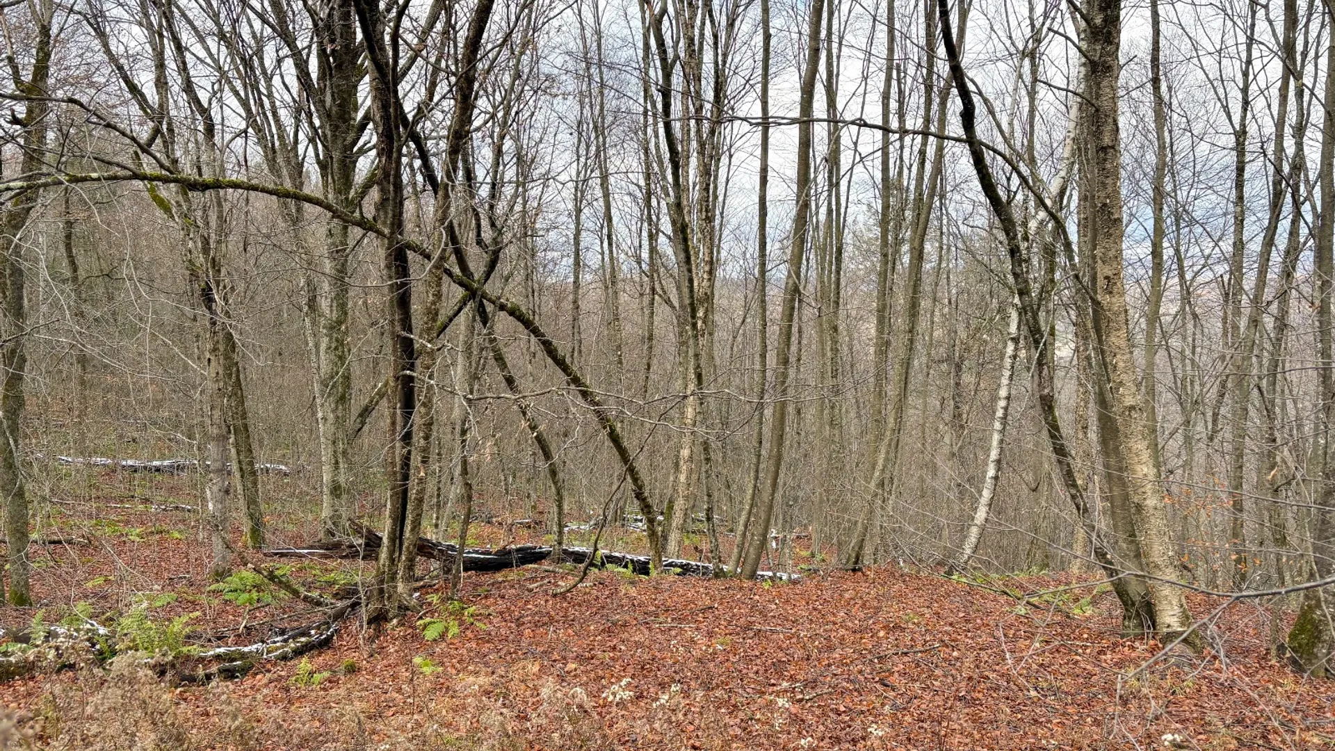 Property at 0 Hardwood Lane, Hancock, NY 13783 6