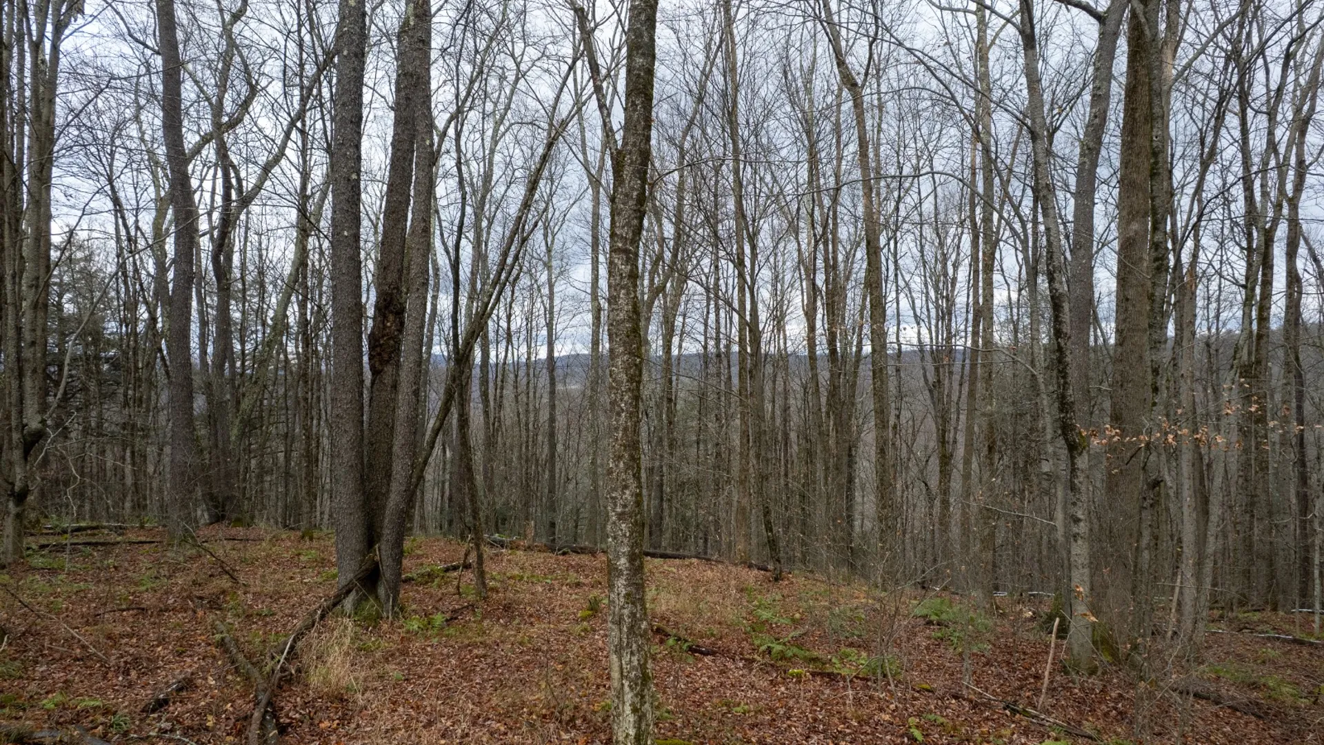 Property at 0 Hardwood Lane, Hancock, NY 13783 9