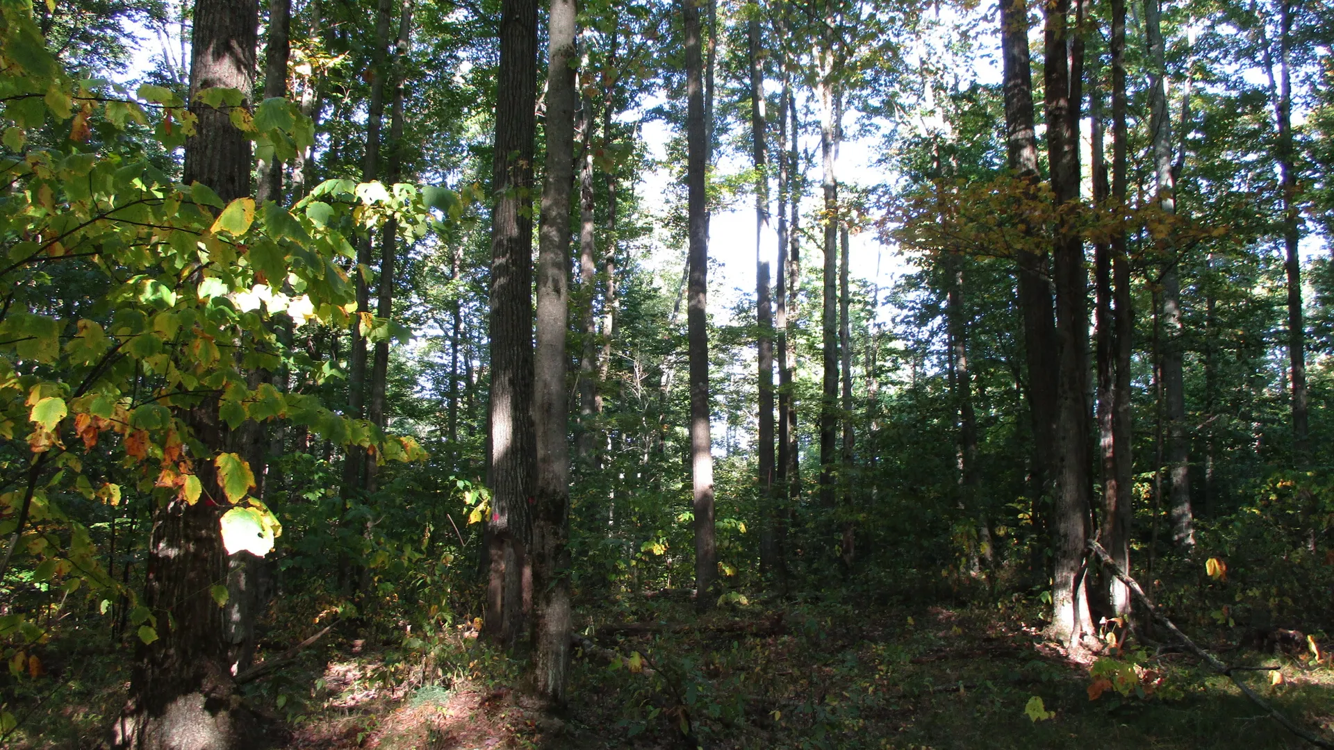 Property at County Road 5, Bolivar, NY 14715 10