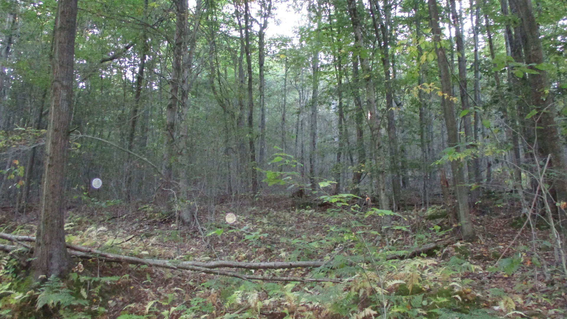 Property at County Road 5, Bolivar, NY 14715 13