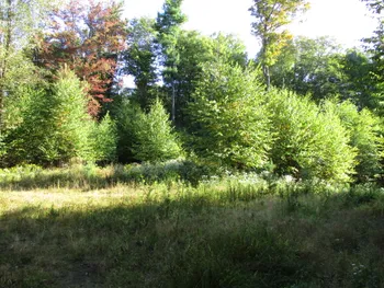 Property at County Road 5, Bolivar, NY 14715