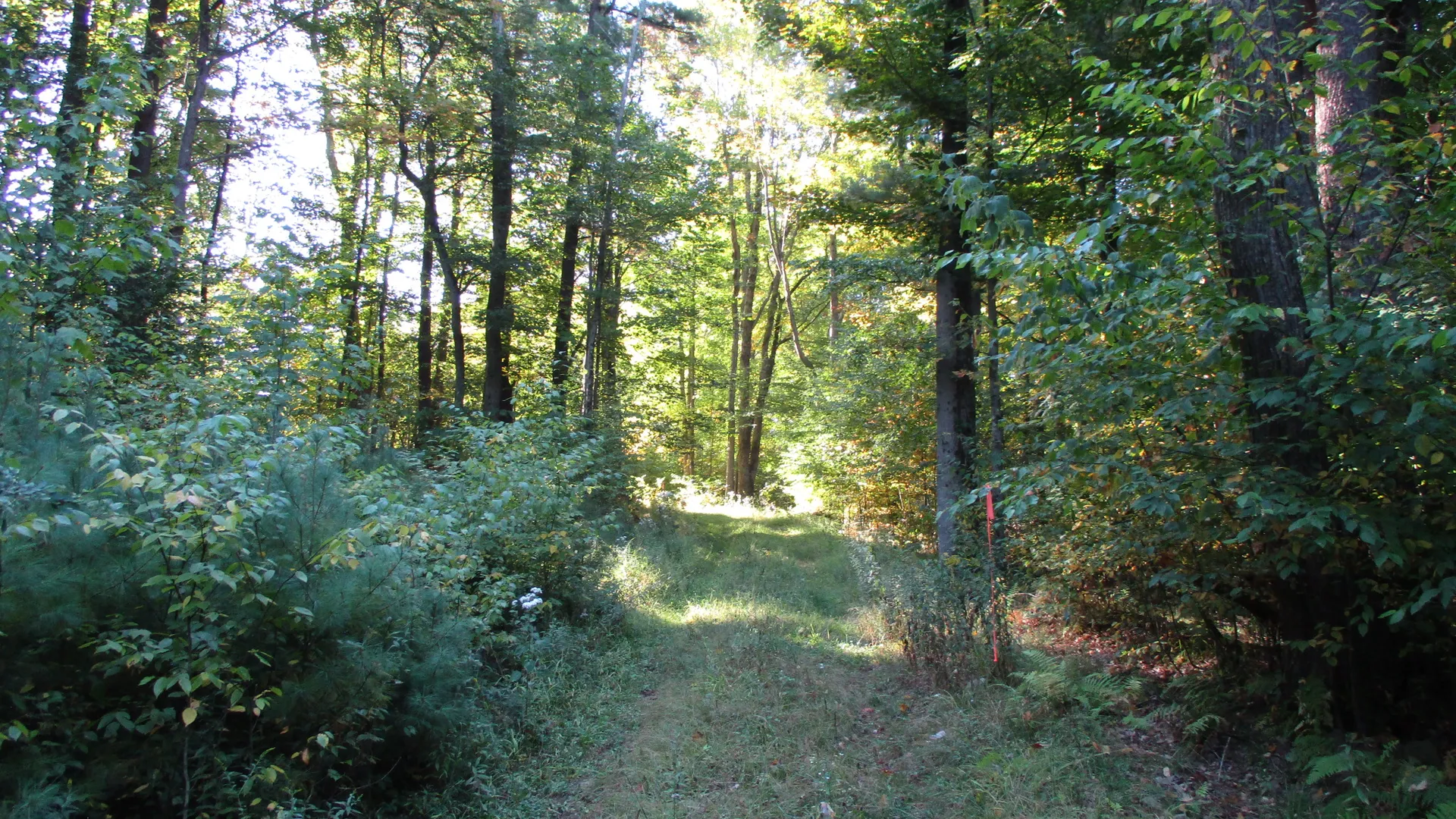 Property at County Road 5, Bolivar, NY 14715 2