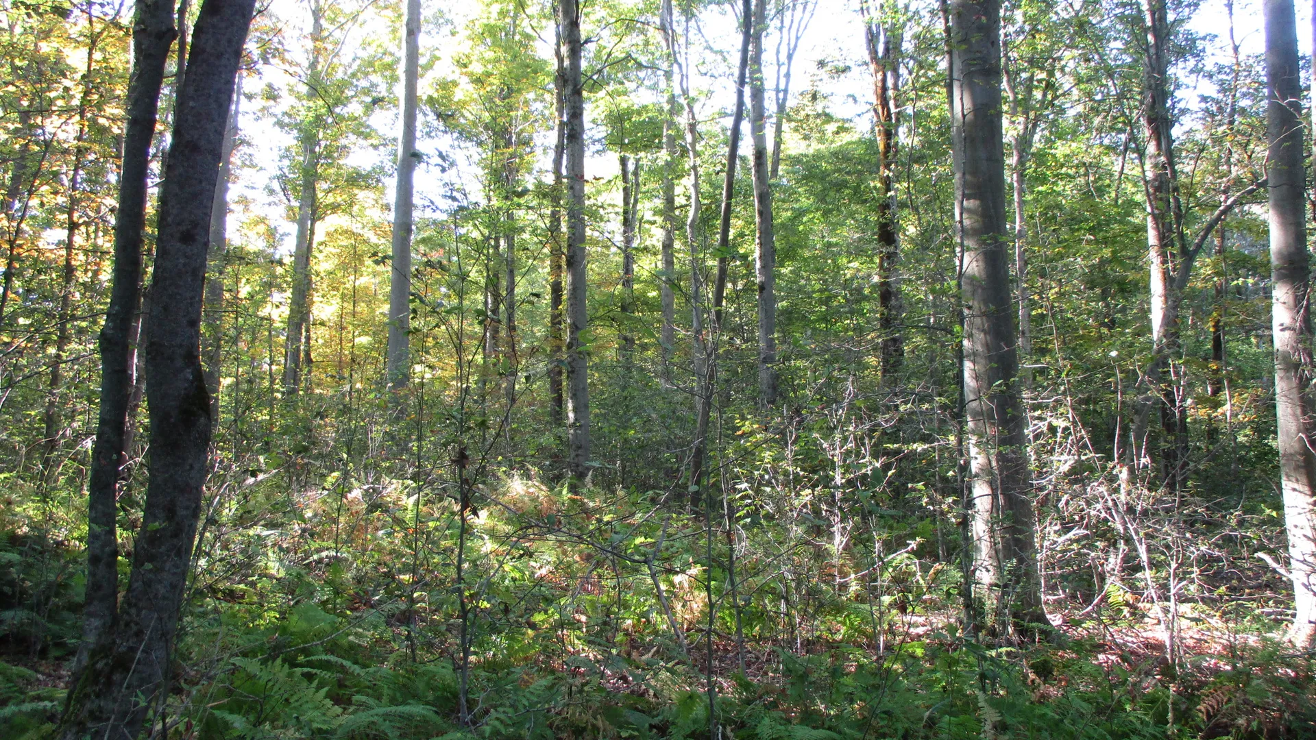 Property at County Road 5, Bolivar, NY 14715 3
