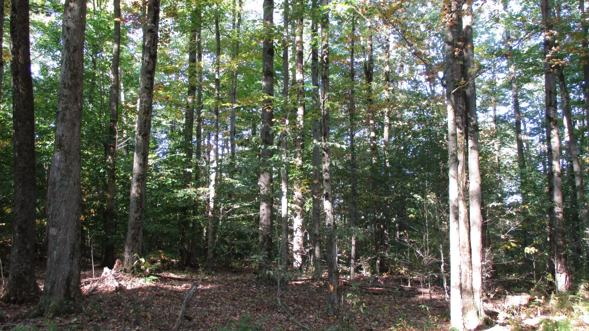 Property at County Road 5, Bolivar, NY 14715 4