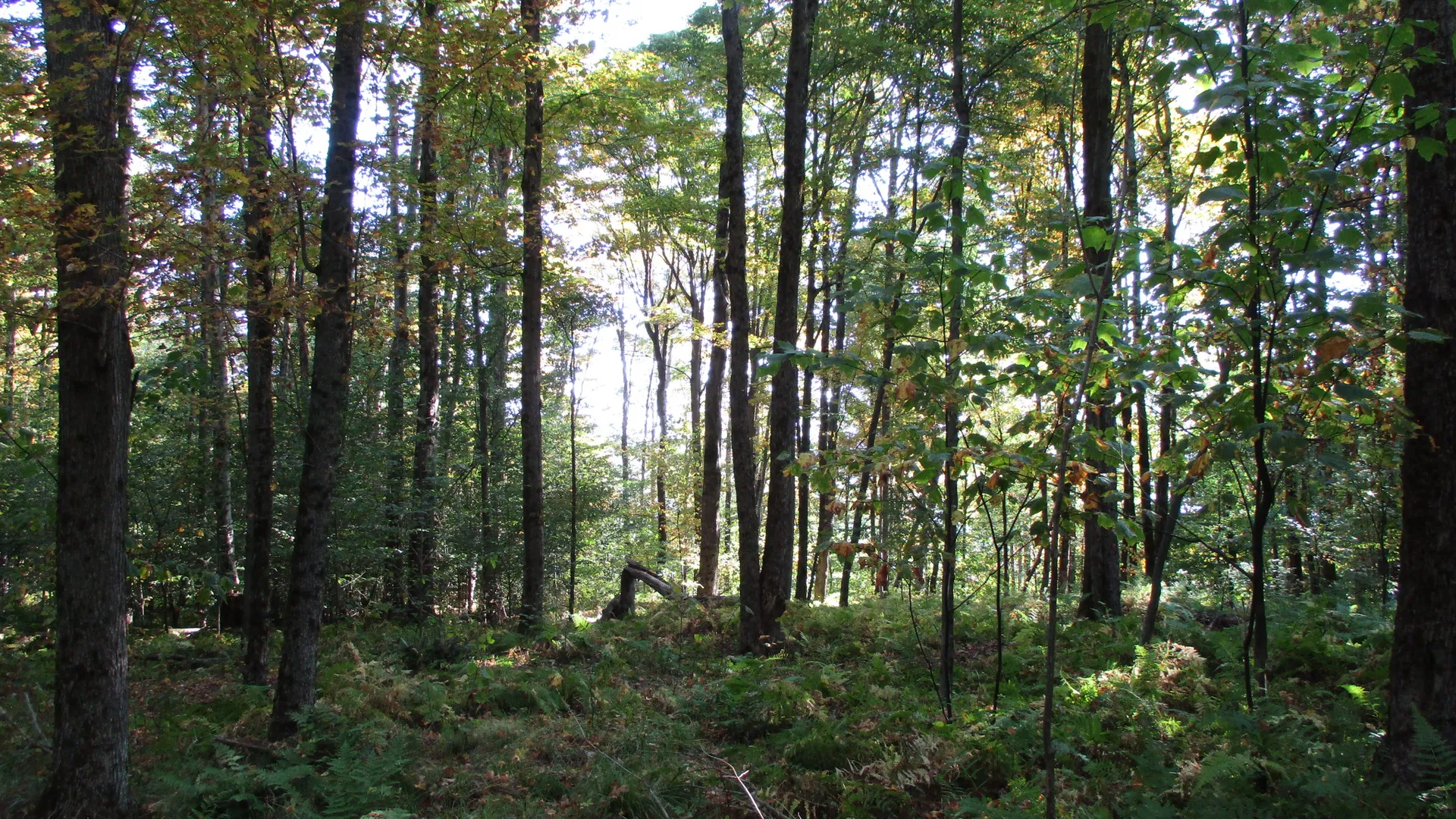 Property at County Road 5, Bolivar, NY 14715 5