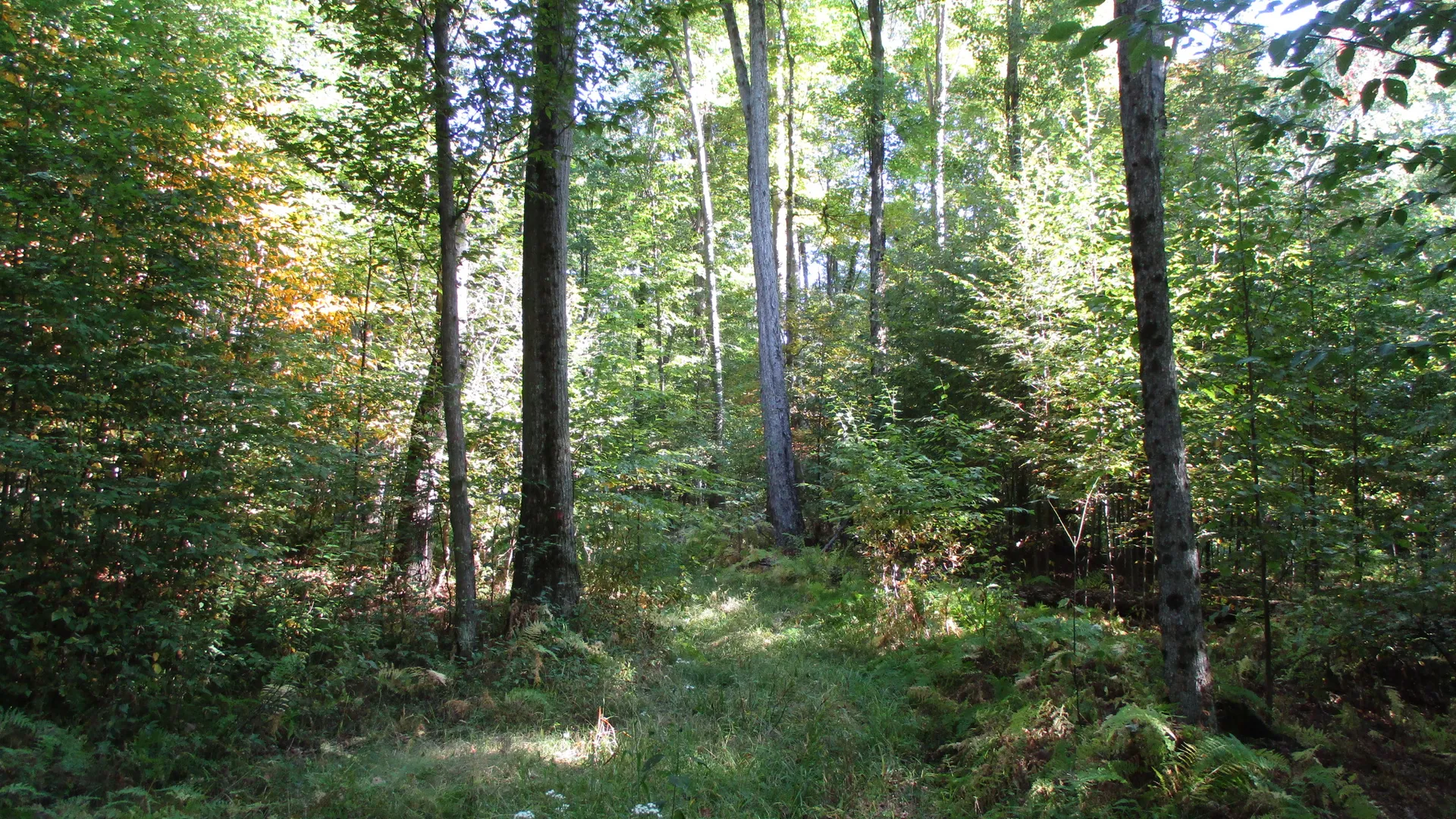 Property at County Road 5, Bolivar, NY 14715 6