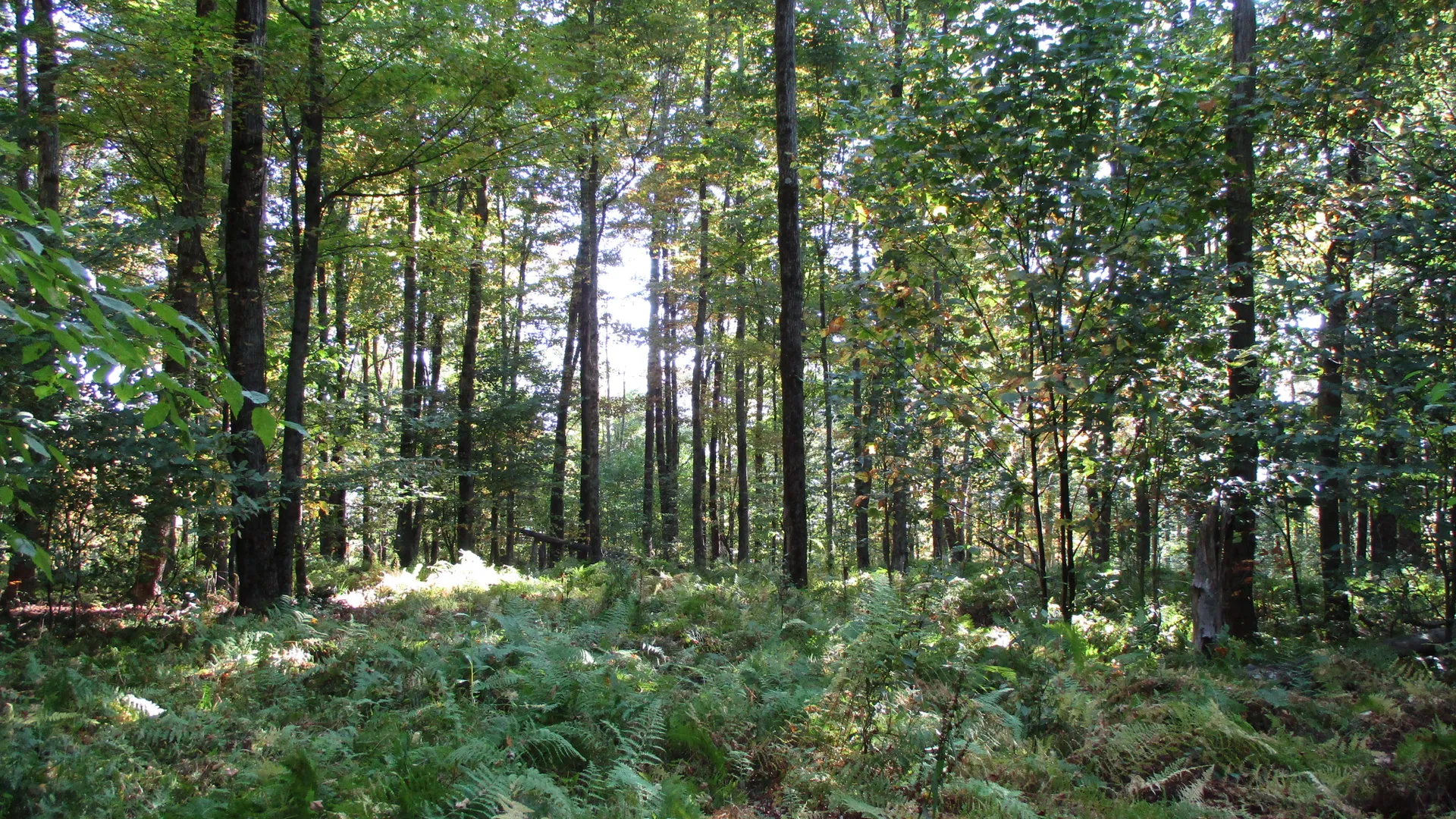 Property at County Road 5, Bolivar, NY 14715 7