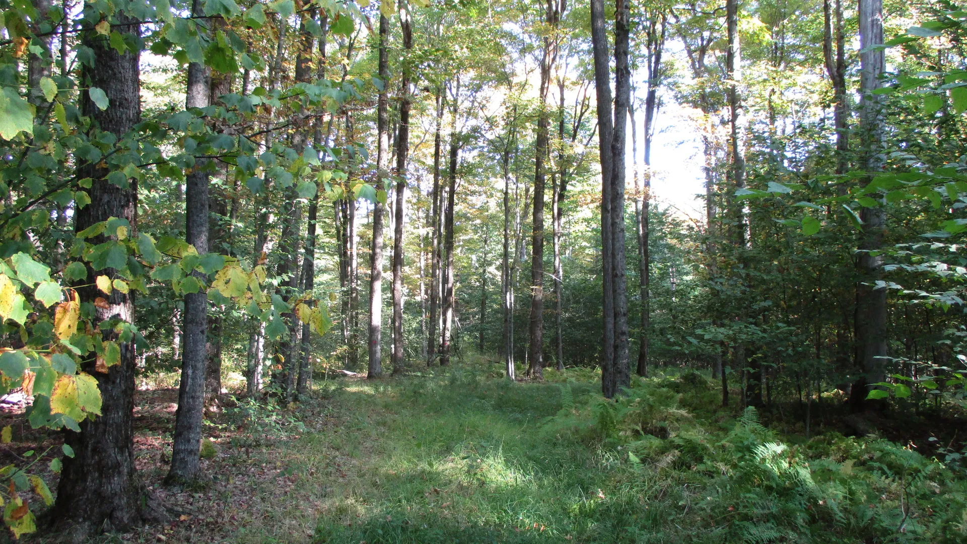 Property at County Road 5, Bolivar, NY 14715 8