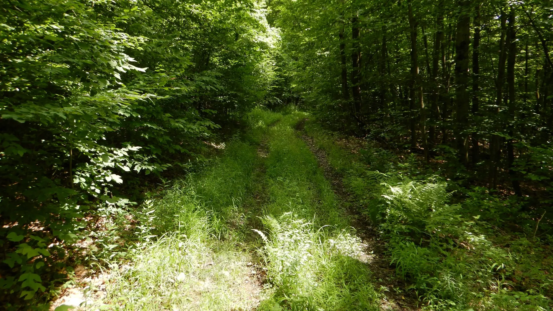 Property at Chaffee Creek Road, Newfield, NY 14867 13