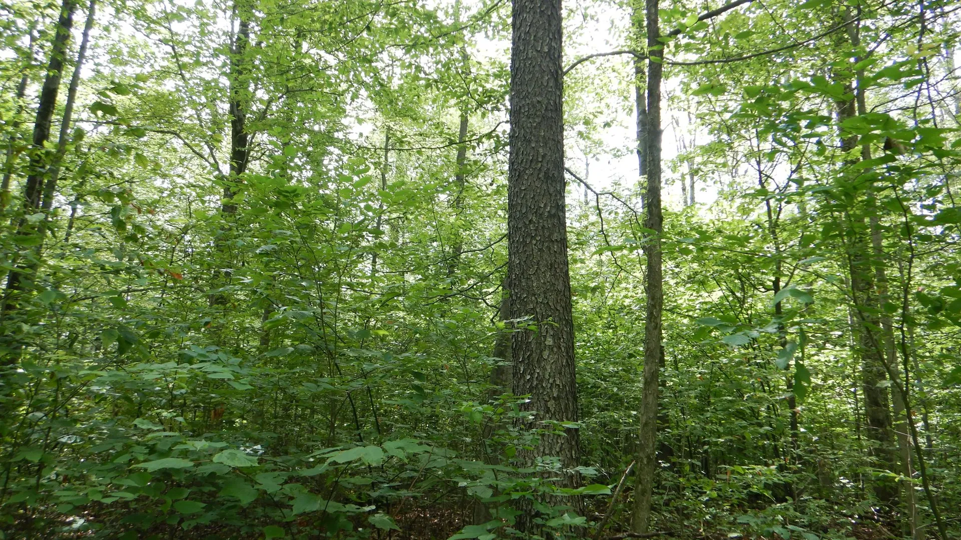 Property at Chaffee Creek Road, Newfield, NY 14867 17