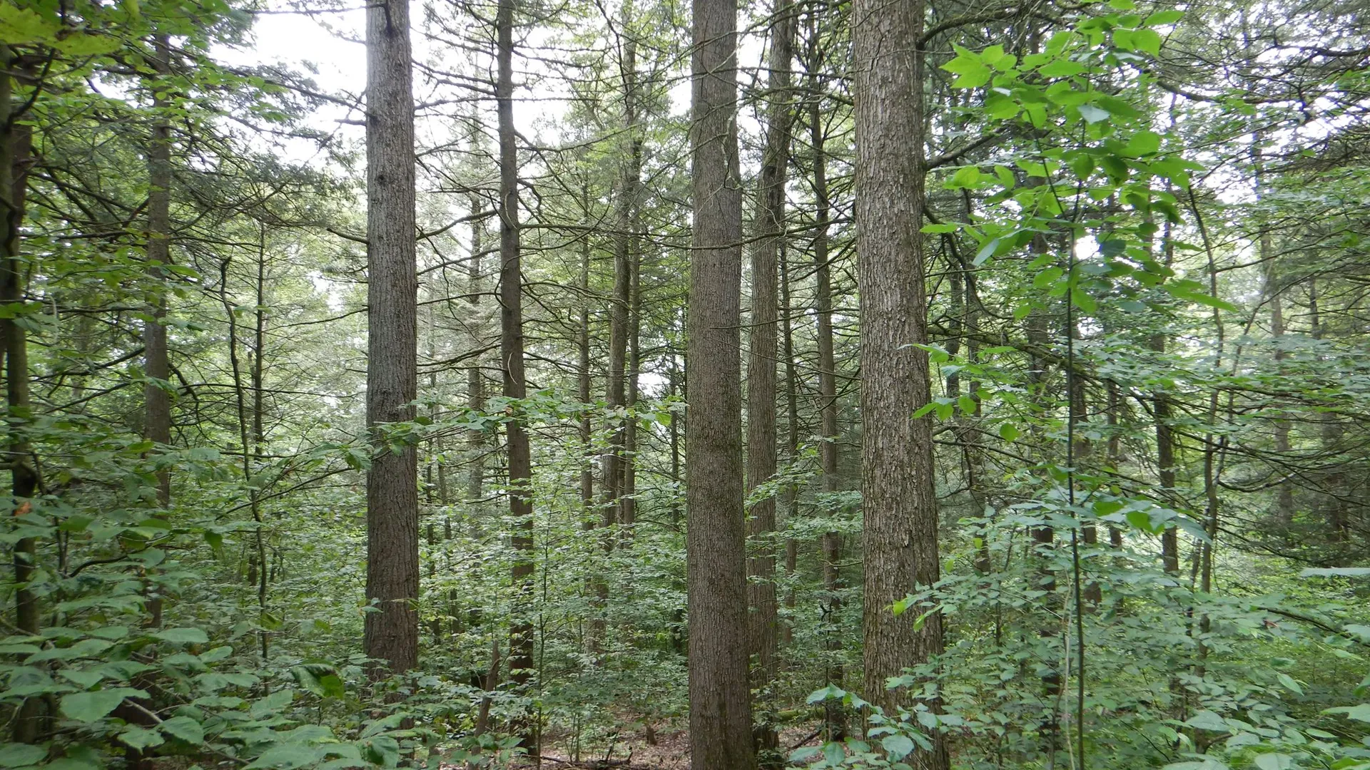 Property at Chaffee Creek Road, Newfield, NY 14867 18