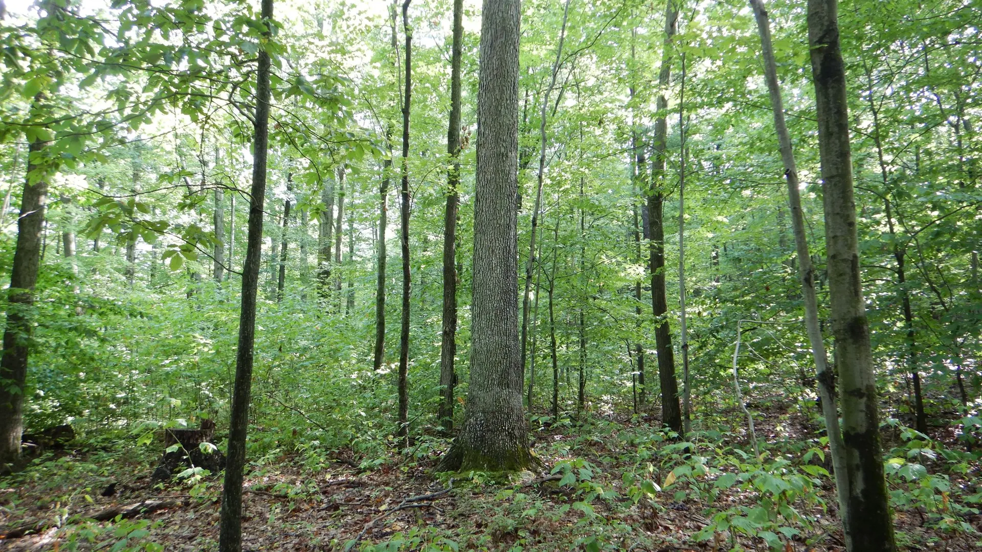 Property at Chaffee Creek Road, Newfield, NY 14867 2