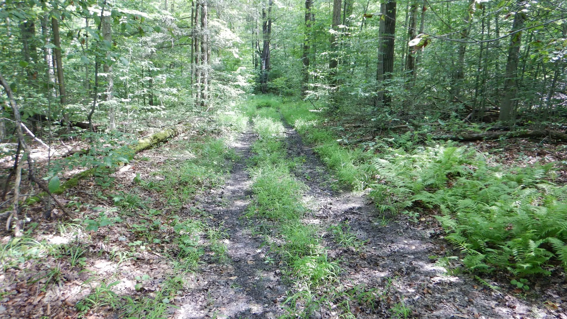 Property at Chaffee Creek Road, Newfield, NY 14867 3