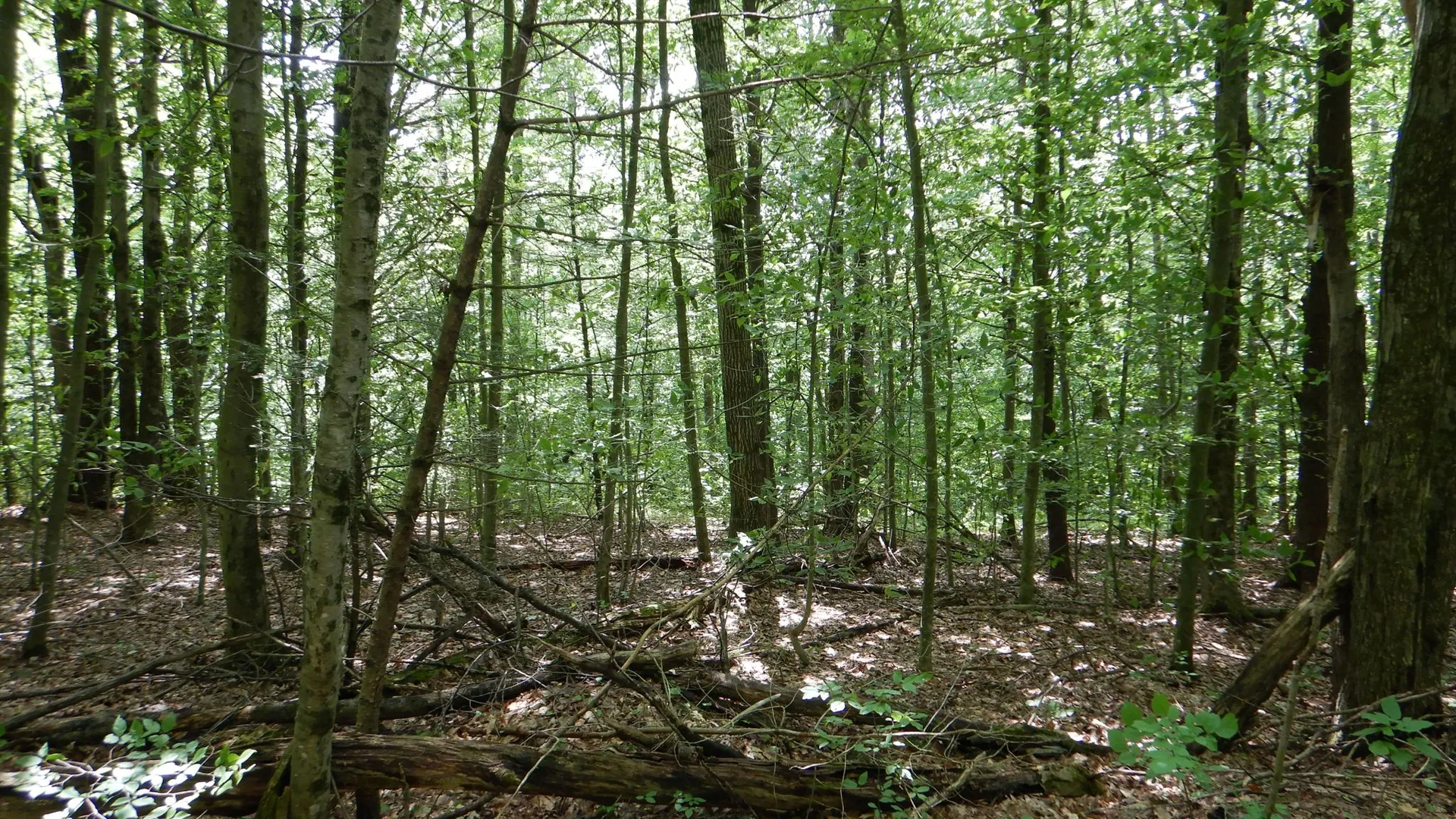 Property at Chaffee Creek Road, Newfield, NY 14867 7