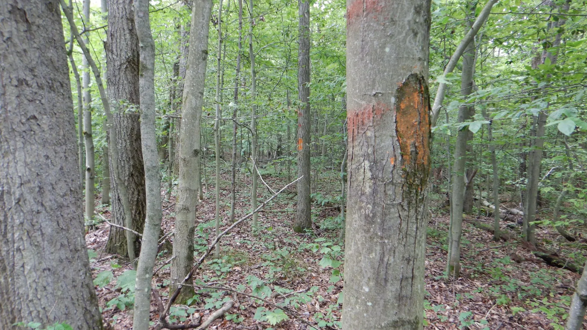 Property at Chaffee Creek Road, Newfield, NY 14867 9