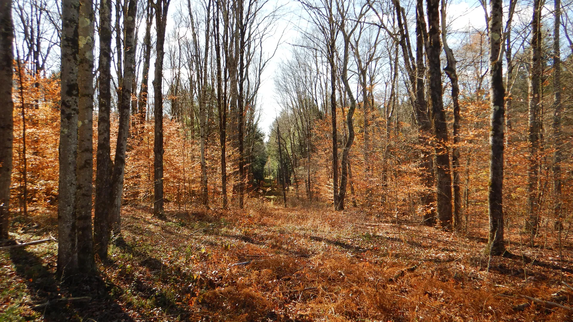 Property at State Highway 220, Oxford, NY 13830 10