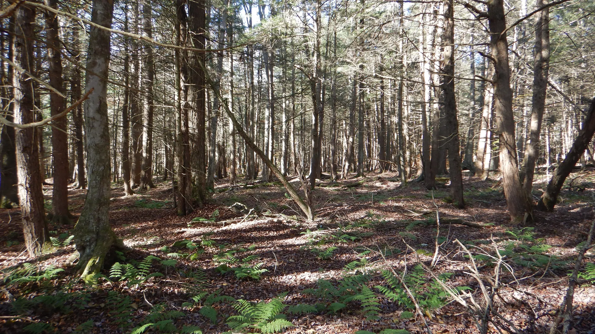 Property at State Highway 220, Oxford, NY 13830 22