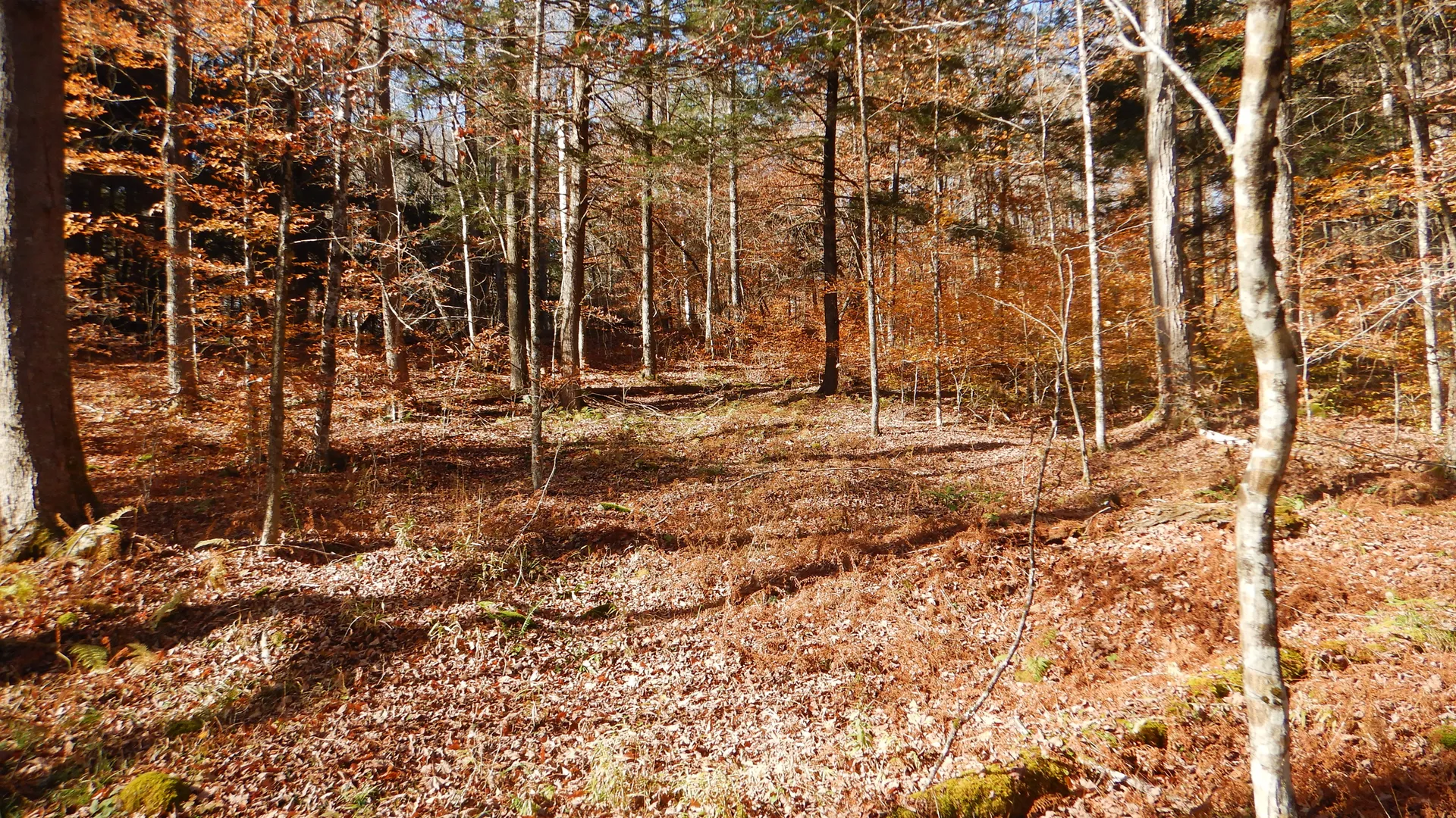 Property at State Highway 220, Oxford, NY 13830 31