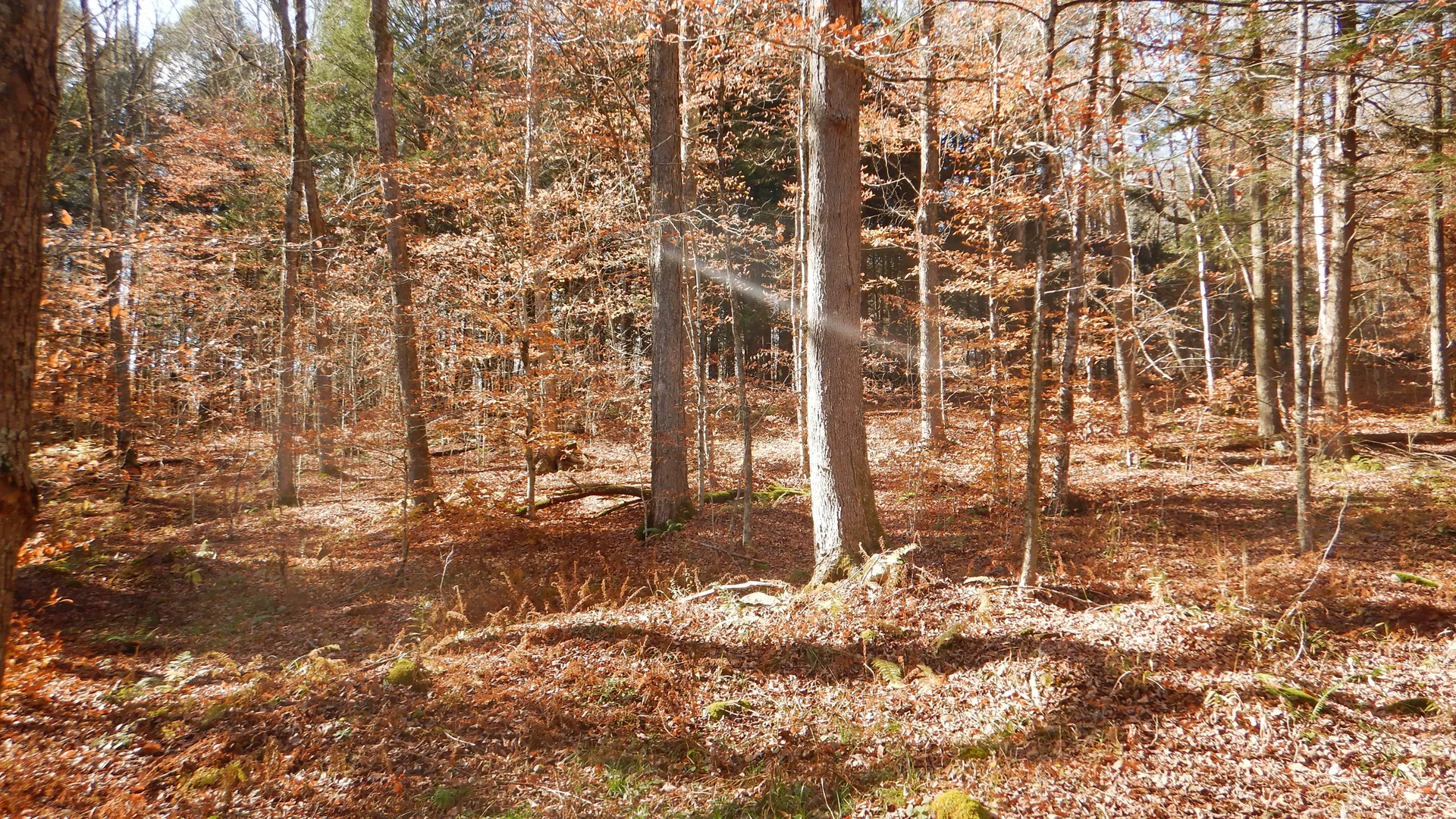 Property at State Highway 220, Oxford, NY 13830 33
