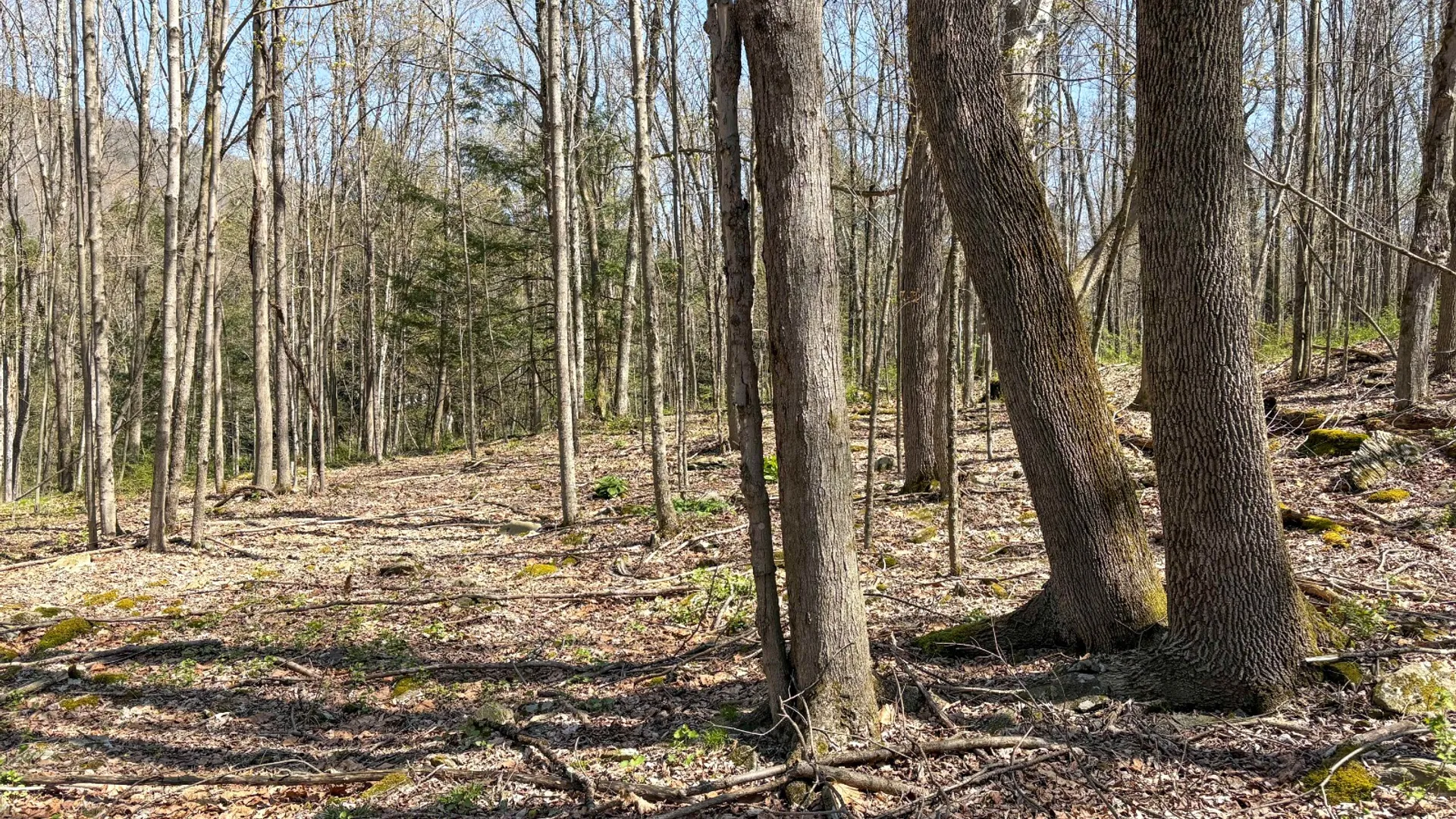 Property at 0 East River Rd, Walton, NY 13856 16