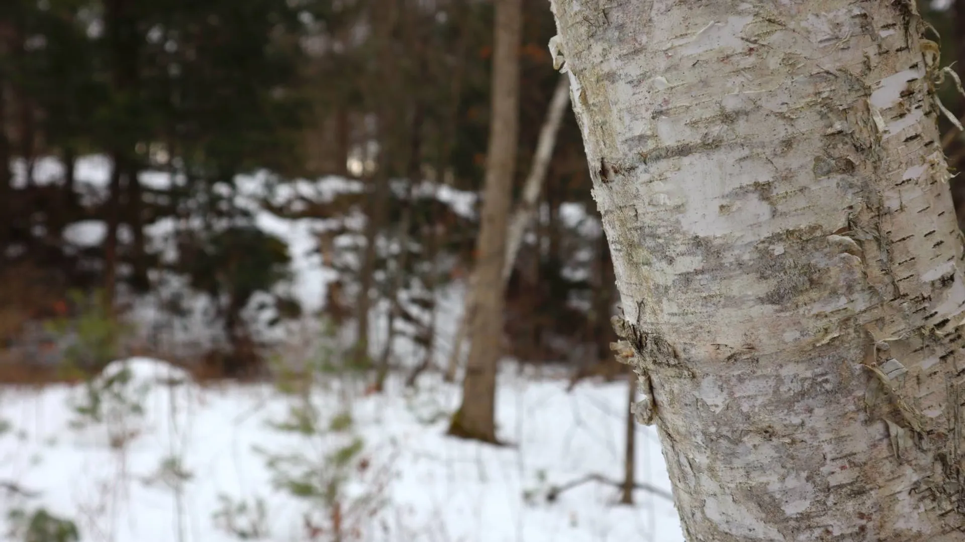 Property at 257 County Route 11, Whitehall, NY 12887 49