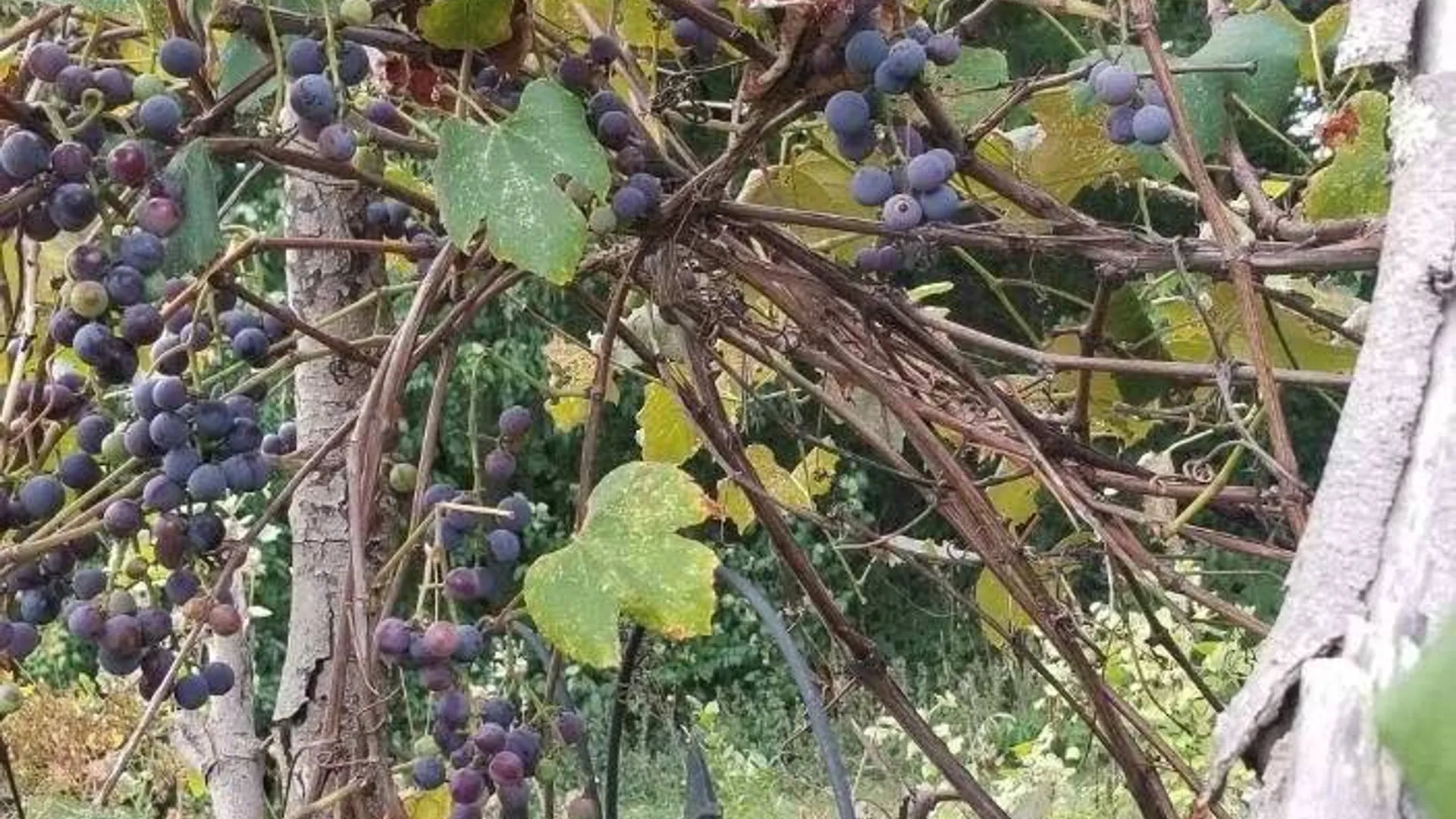 Property at 2071 Highway Route 20, Cobleskill, NY 12043 37