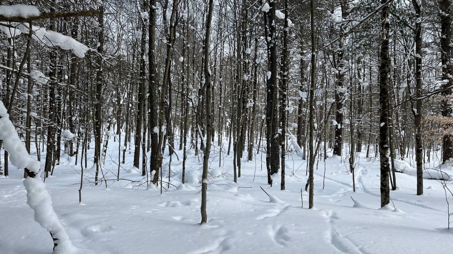 Property at 00 Arnoldville Rd, Diana, NY 13648 18