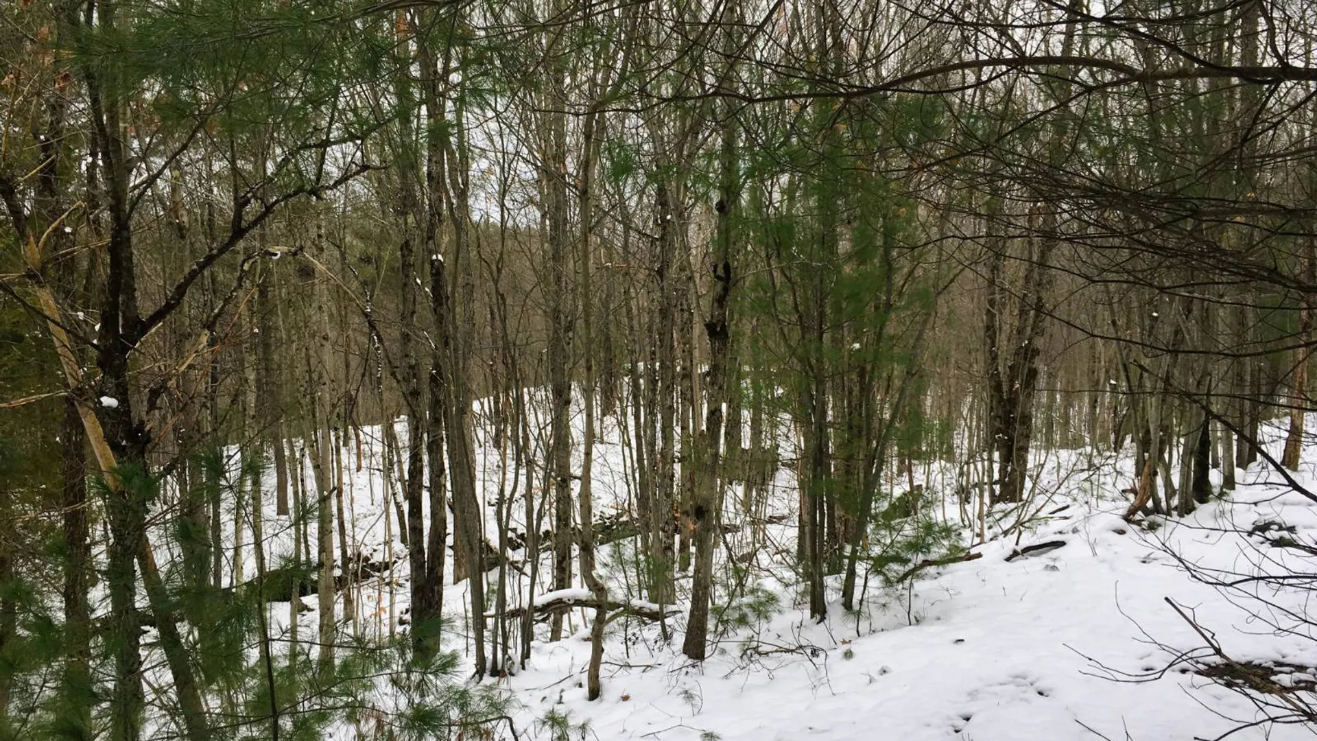 Property at 00 Arnoldville Rd, Diana, NY 13648 29