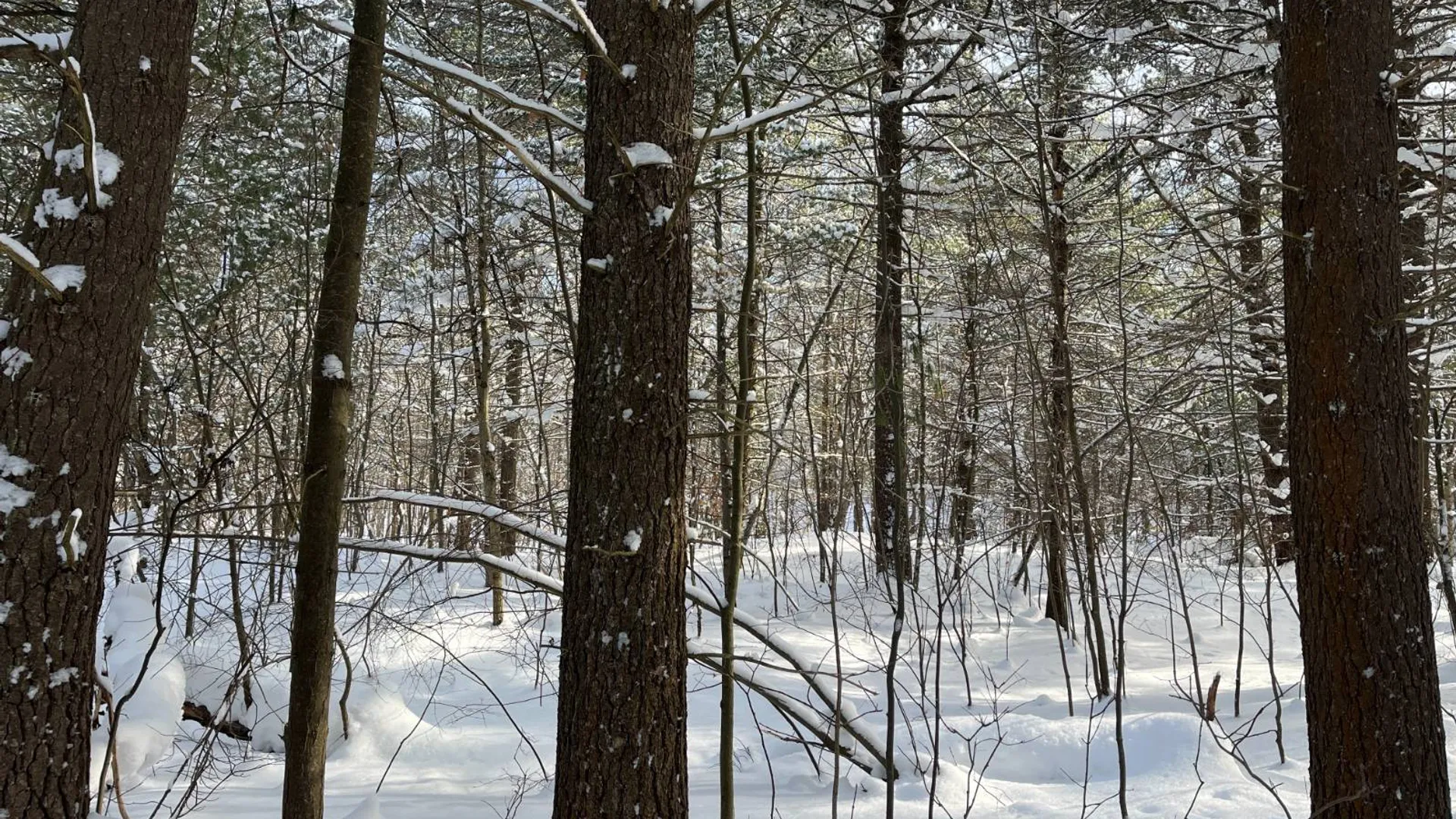 Property at 00 Arnoldville Rd, Diana, NY 13648 8