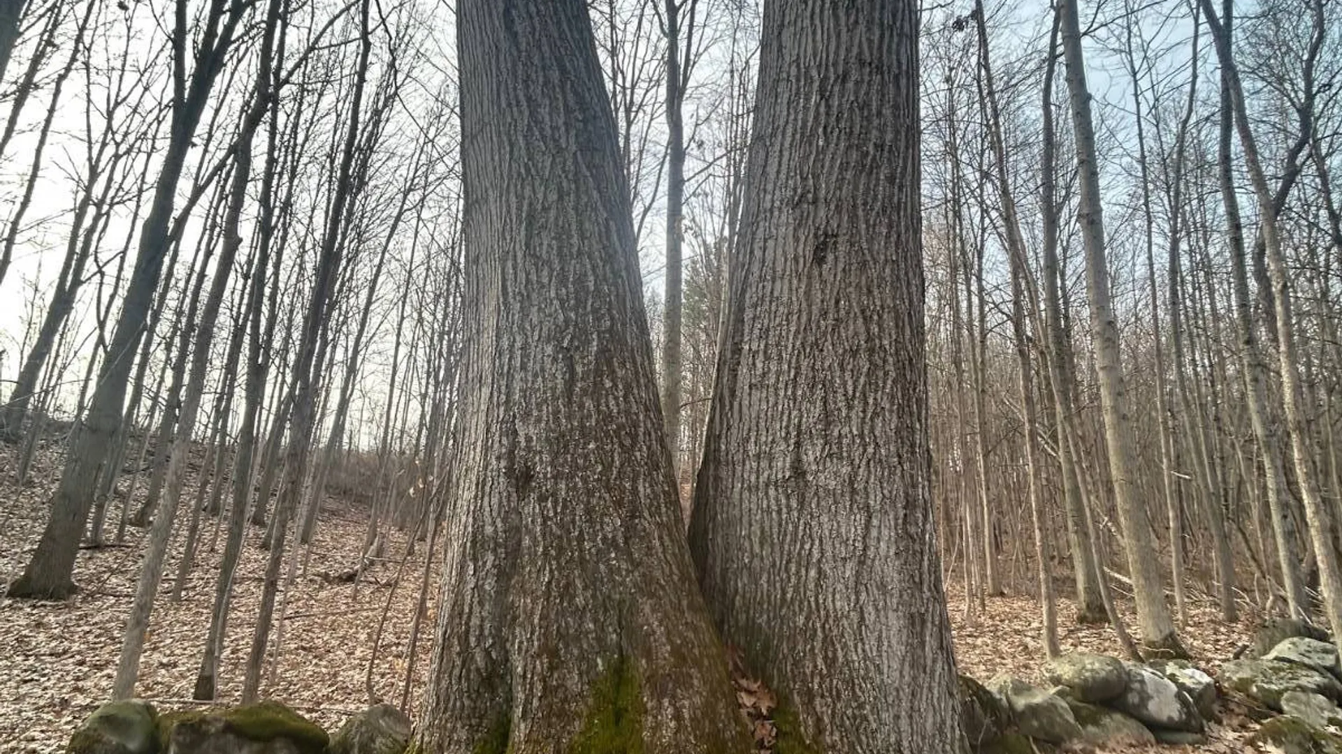 Property at 155 Abraham Road, Amsterdam, NY 12010 19