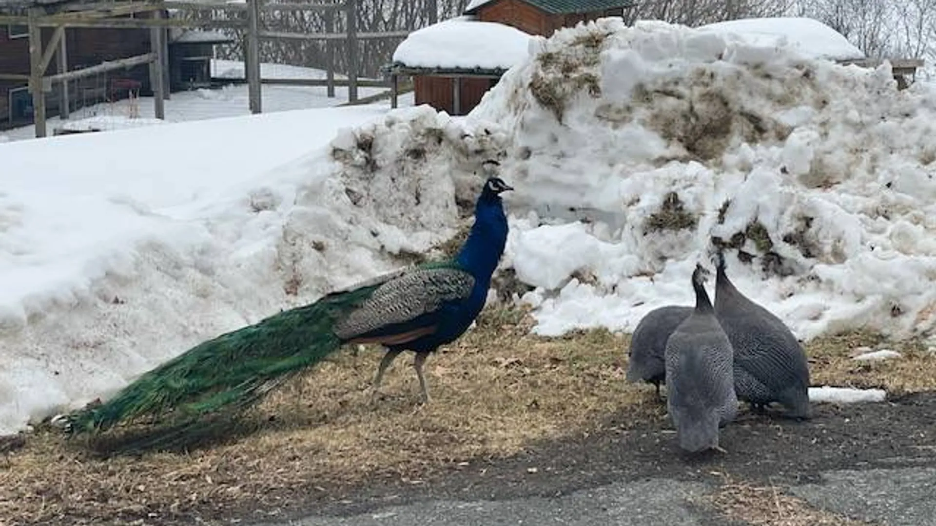 Property at 62 Tybush Lane, Brunswick, NY 12180 24