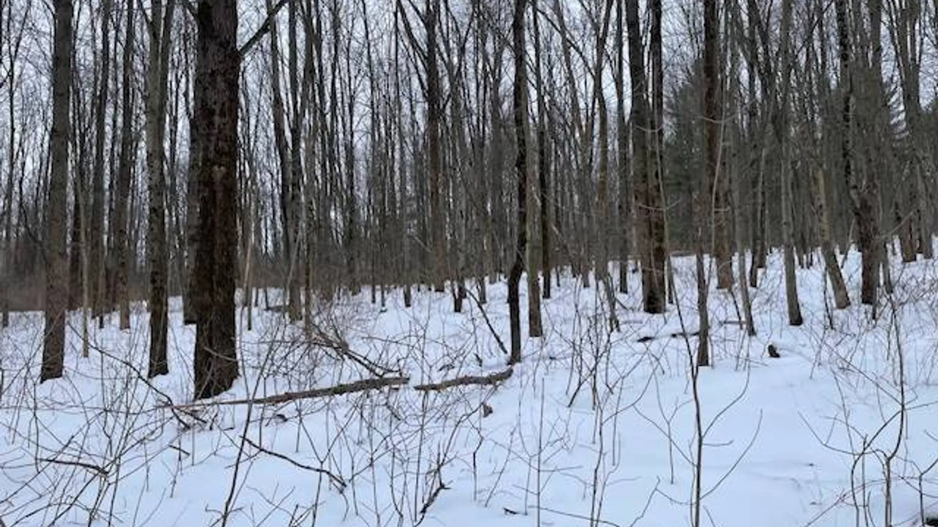 Property at 62 Tybush Lane, Brunswick, NY 12180 41