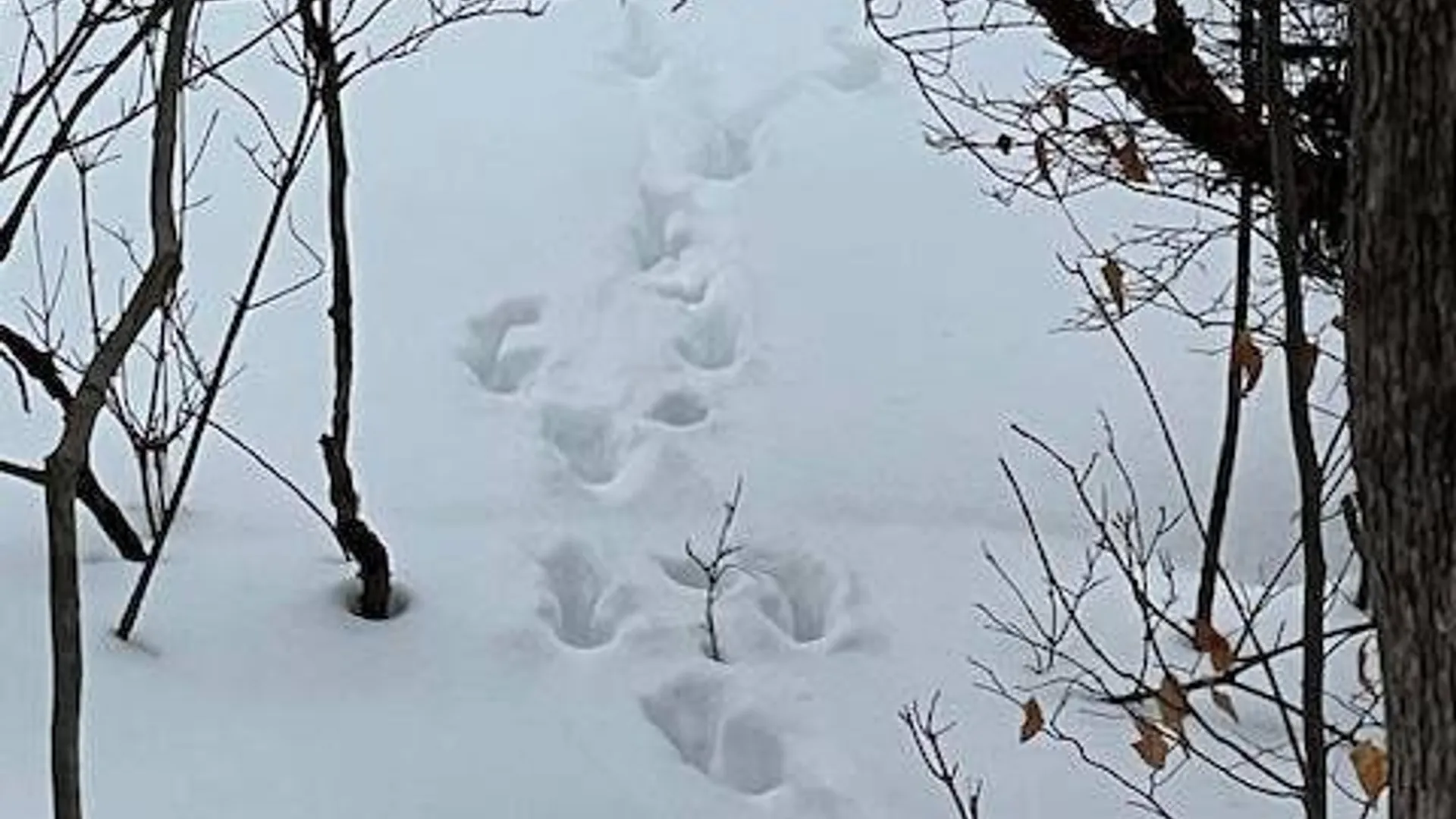 Property at 62 Tybush Lane, Brunswick, NY 12180 42