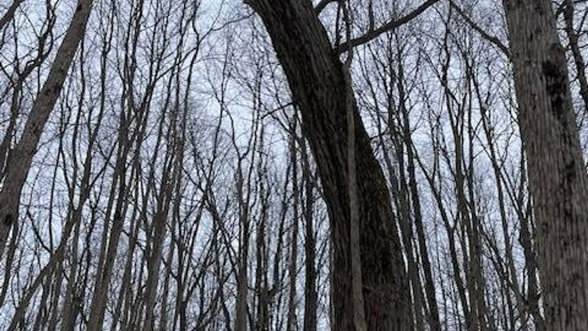 Property at 62 Tybush Lane, Brunswick, NY 12180 54