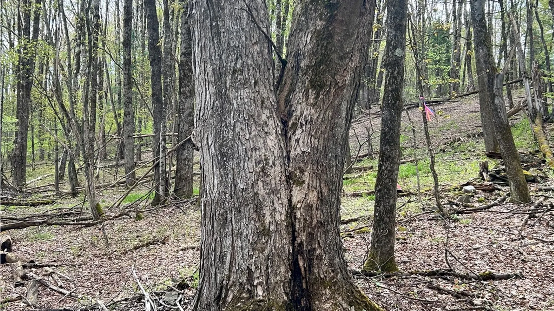 Property at Mary Brown Hill Road, Laurens, NY 13796 9
