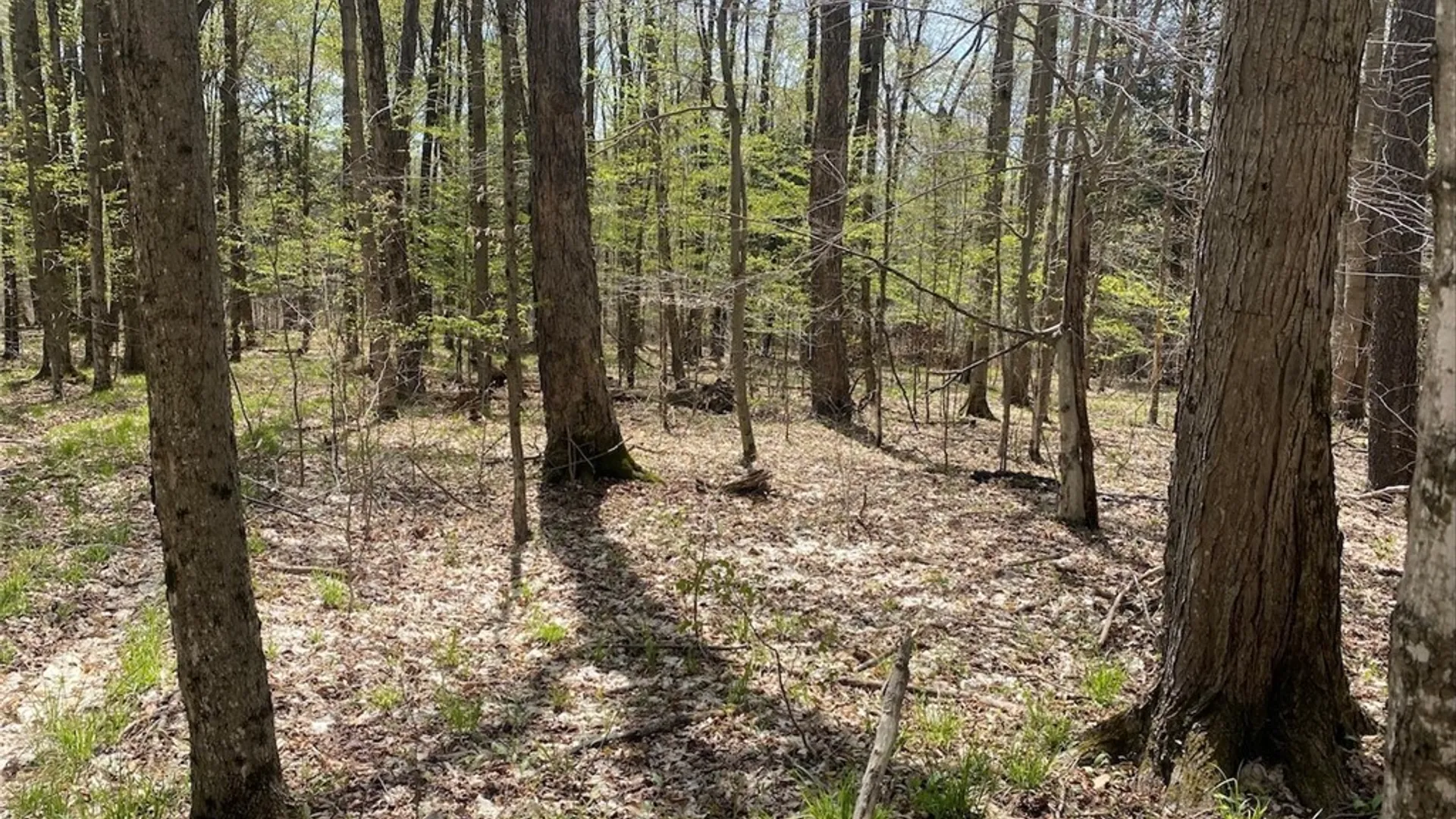 Property at Cr-16, Grove, NY 14884 18