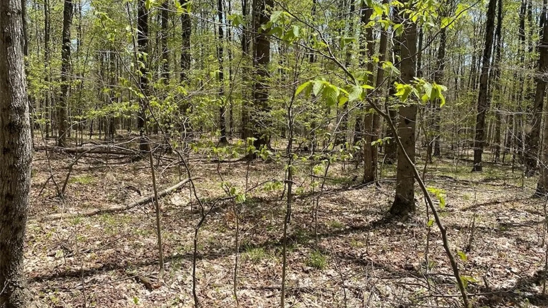 Property at Cr-16, Grove, NY 14884 20