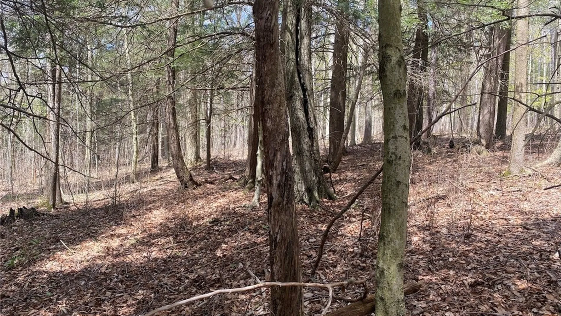 Property at Cr-16, Grove, NY 14884 21